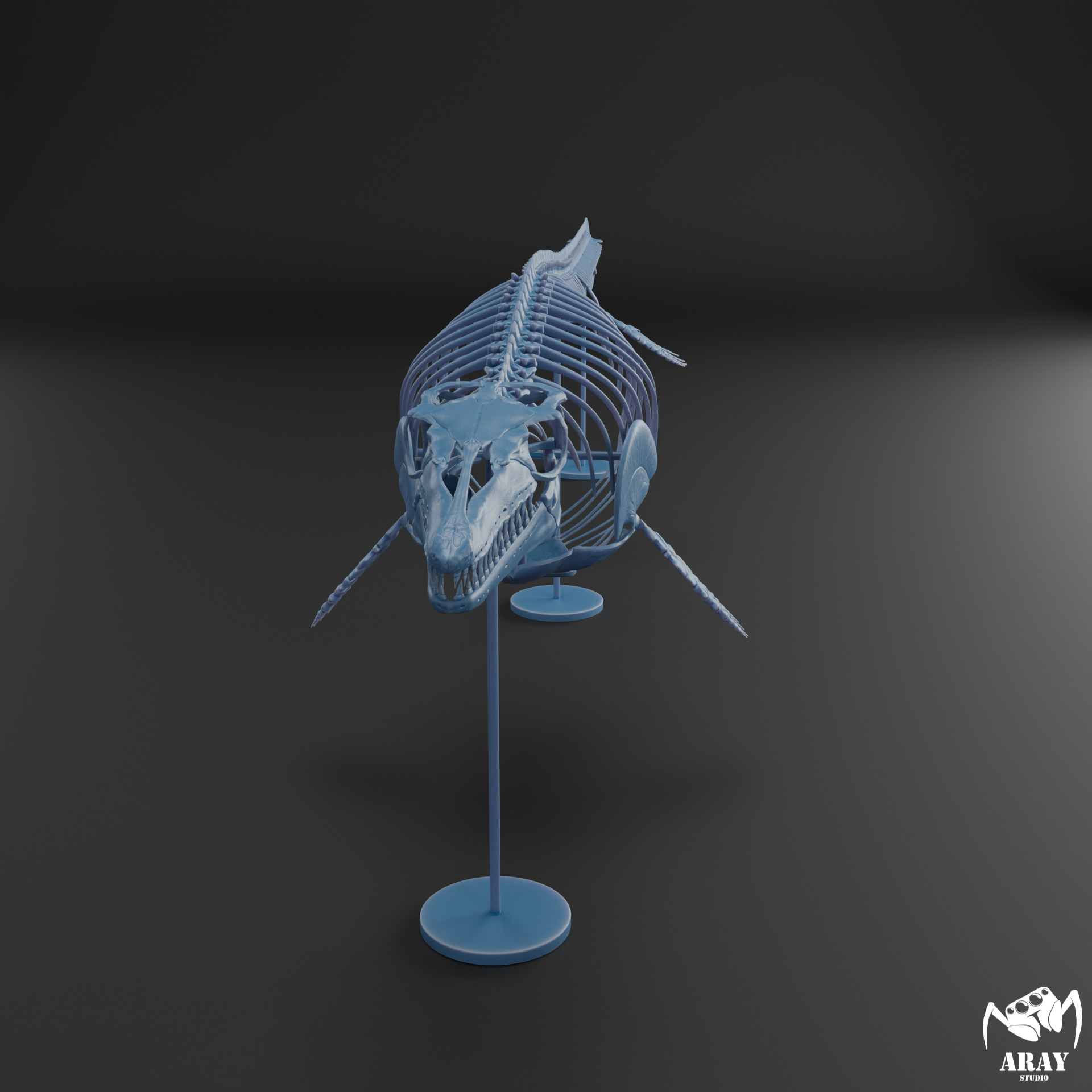 Mosasaurus hoffmanni skeleton 3D print model_8