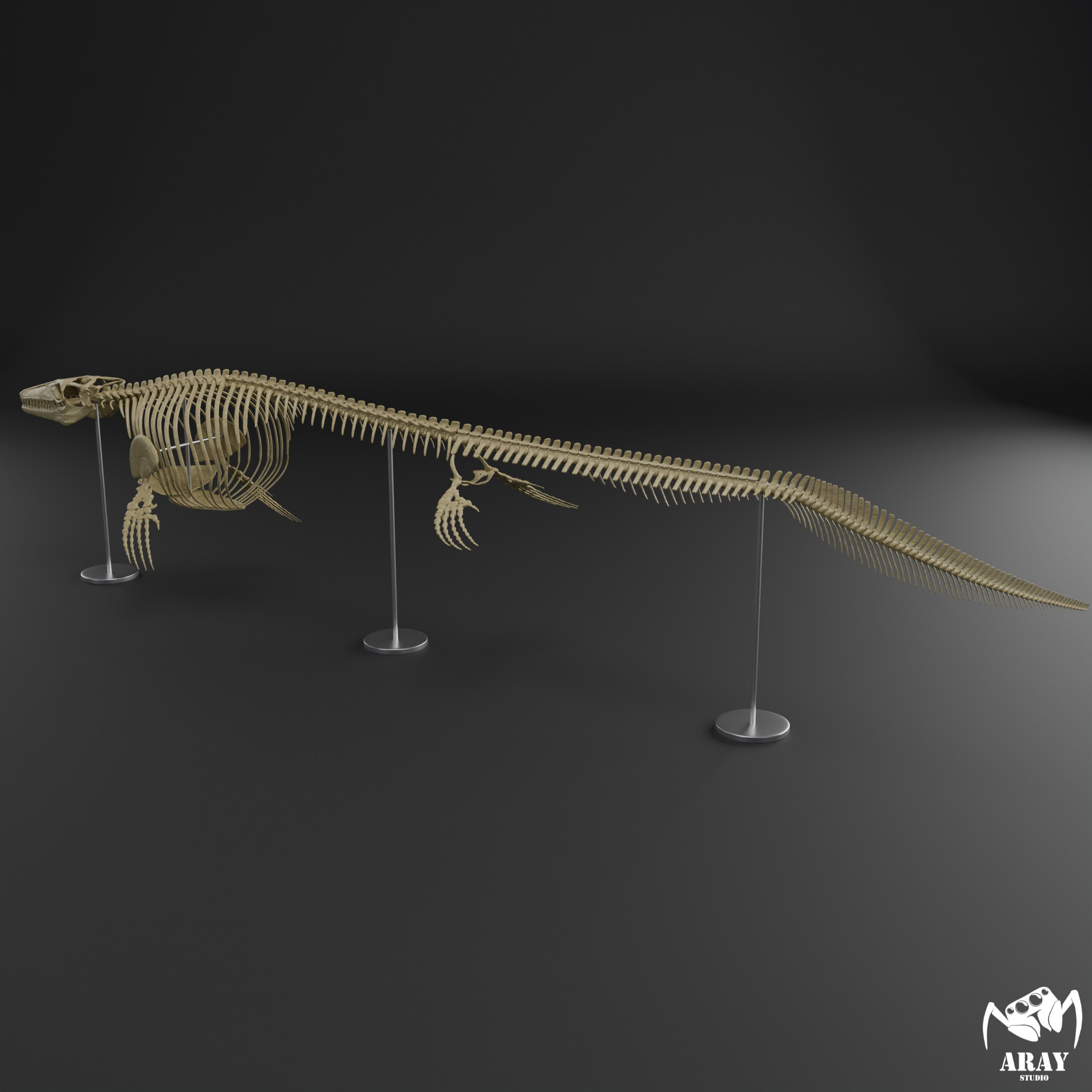 Mosasaurus hoffmanni skeleton 3D print model_5
