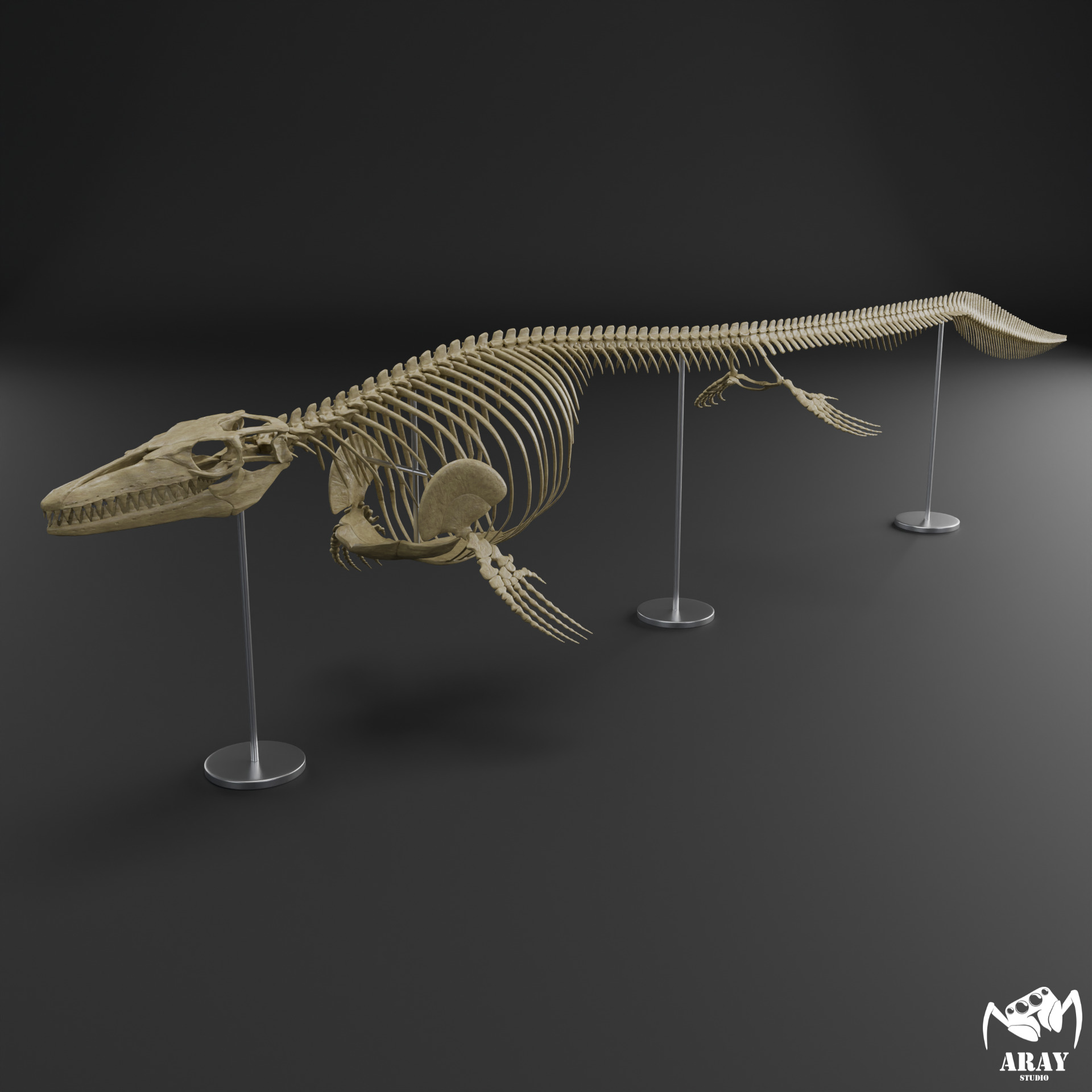 Mosasaurus hoffmanni skeleton 3D print model_3