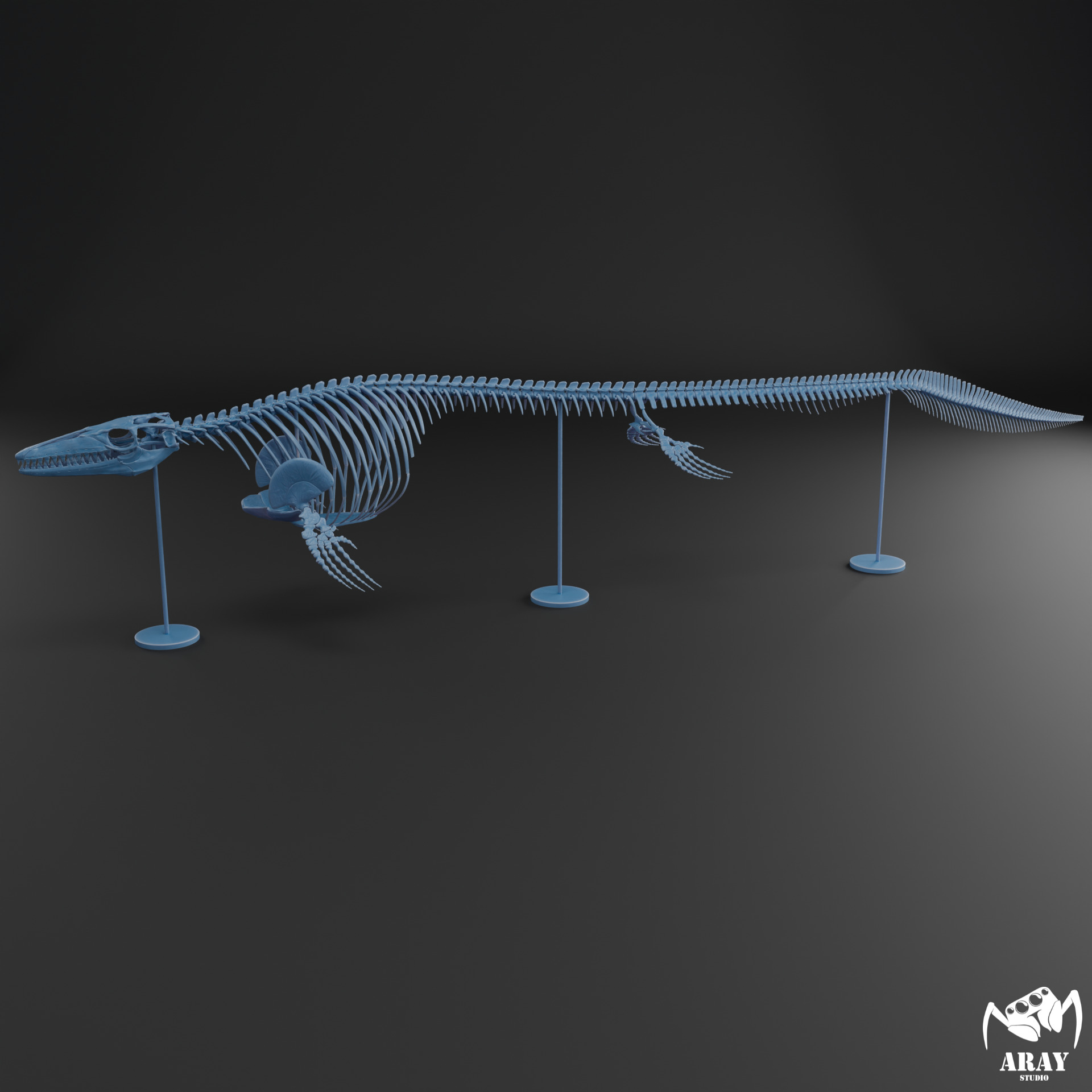 Mosasaurus hoffmanni skeleton 3D print model_11