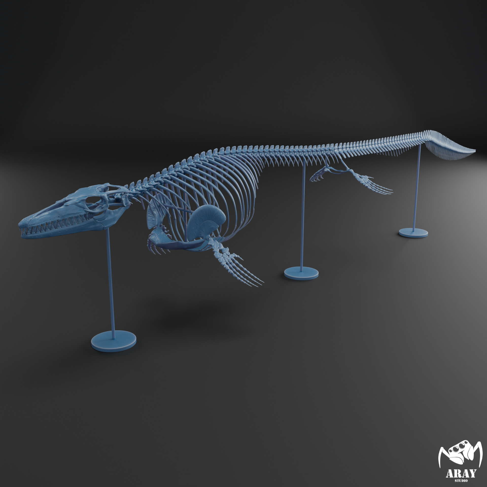 Mosasaurus hoffmanni skeleton 3D print model_10