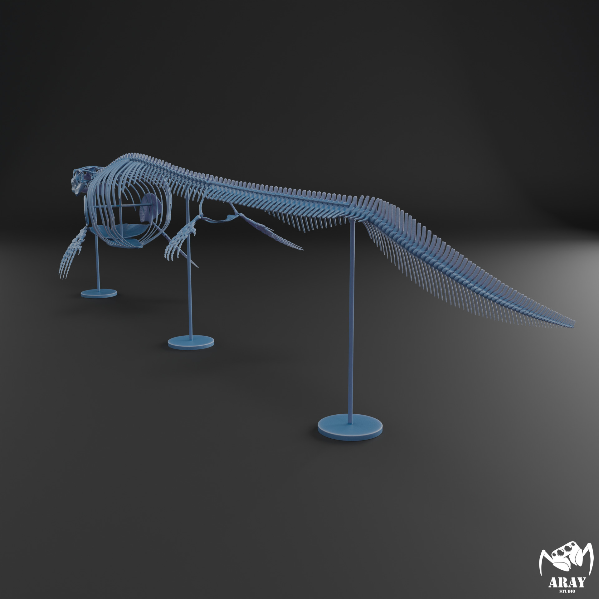 Mosasaurus hoffmanni skeleton 3D print model_13