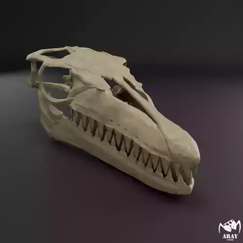 Mosasaurus hoffmanni skull 3D print model