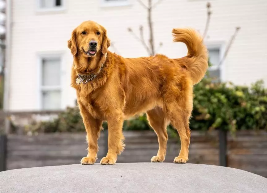 Realistic 3D Golden Retriever Model High-Quality Dog Asset 3D model