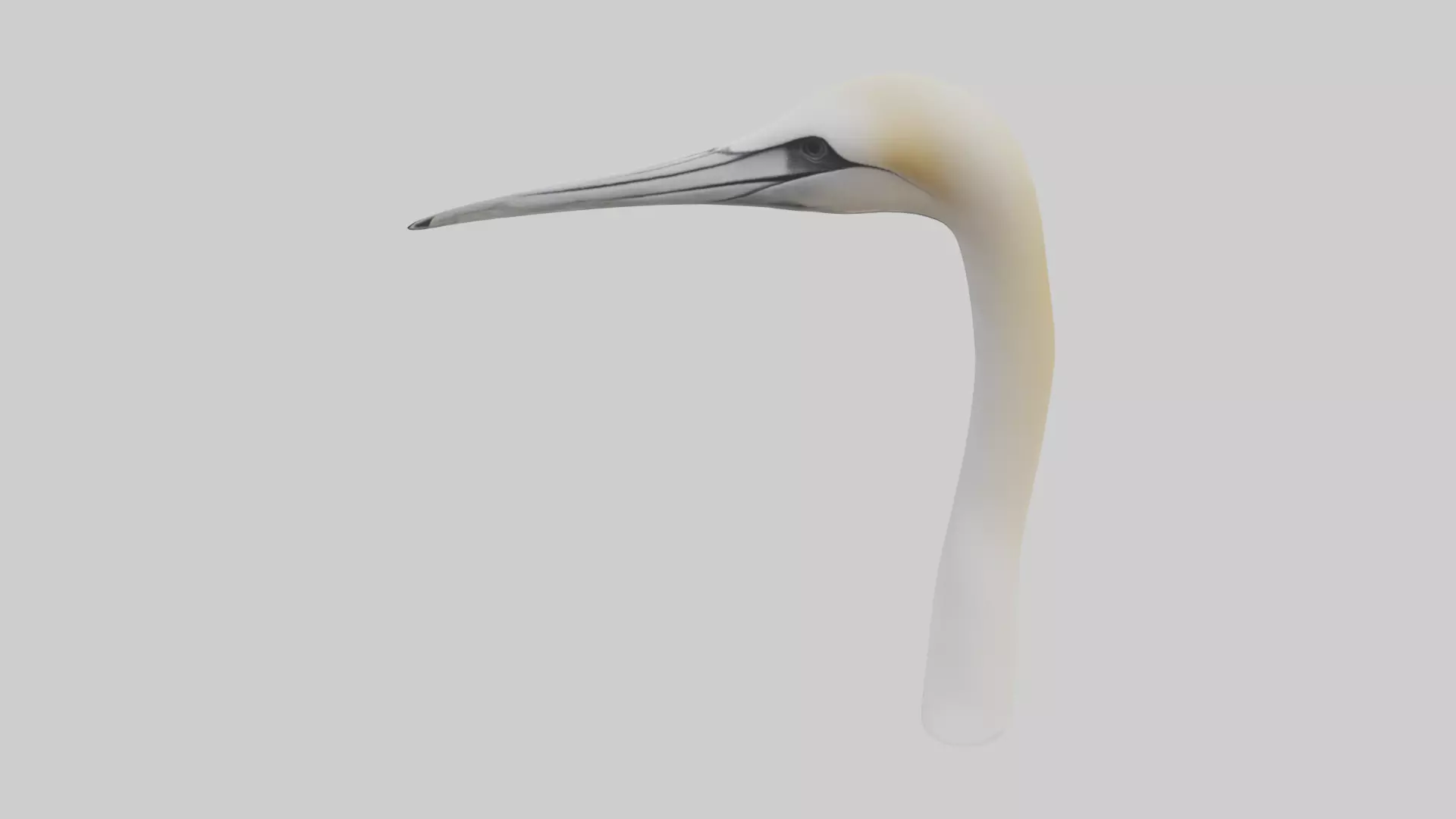 Gannet Beak Low-poly 3D model_0