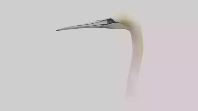 Gannet Beak Low-poly 3D model