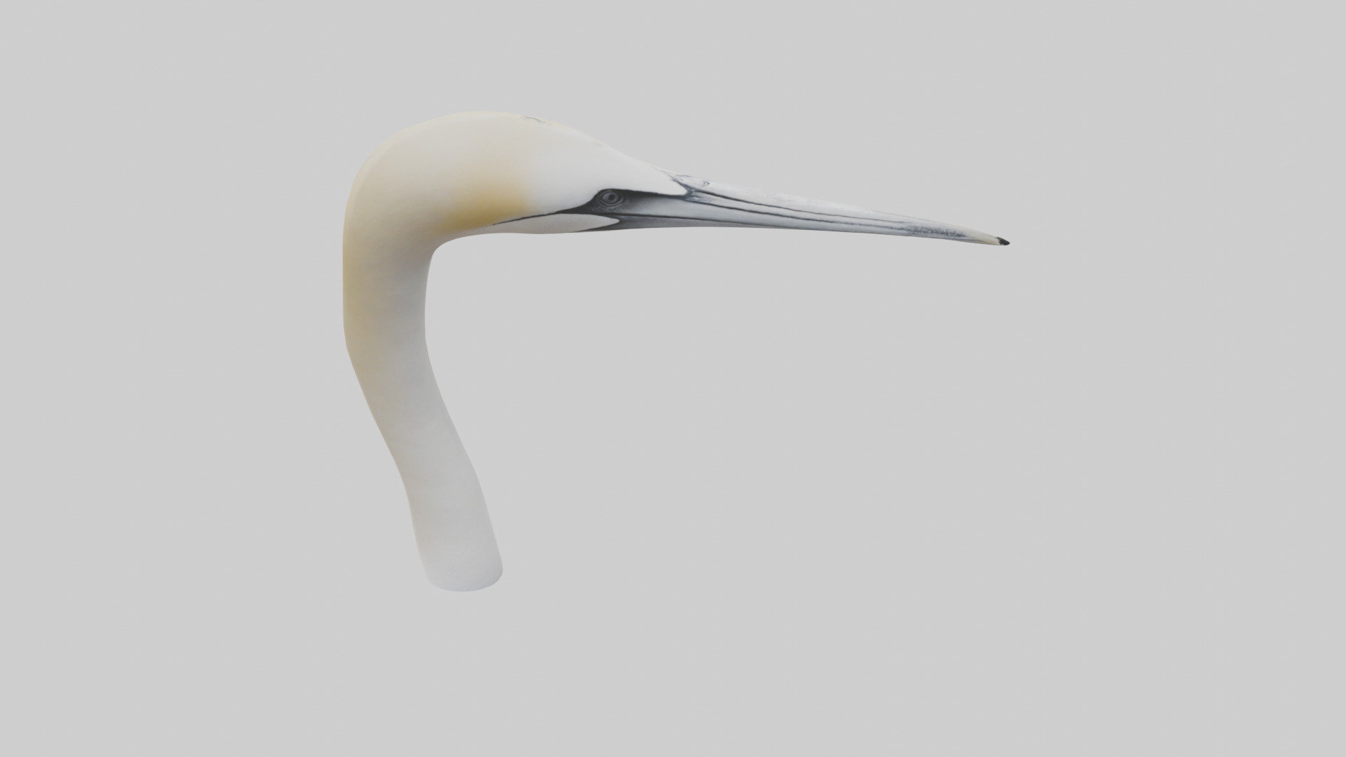Gannet Beak Low-poly 3D model_16
