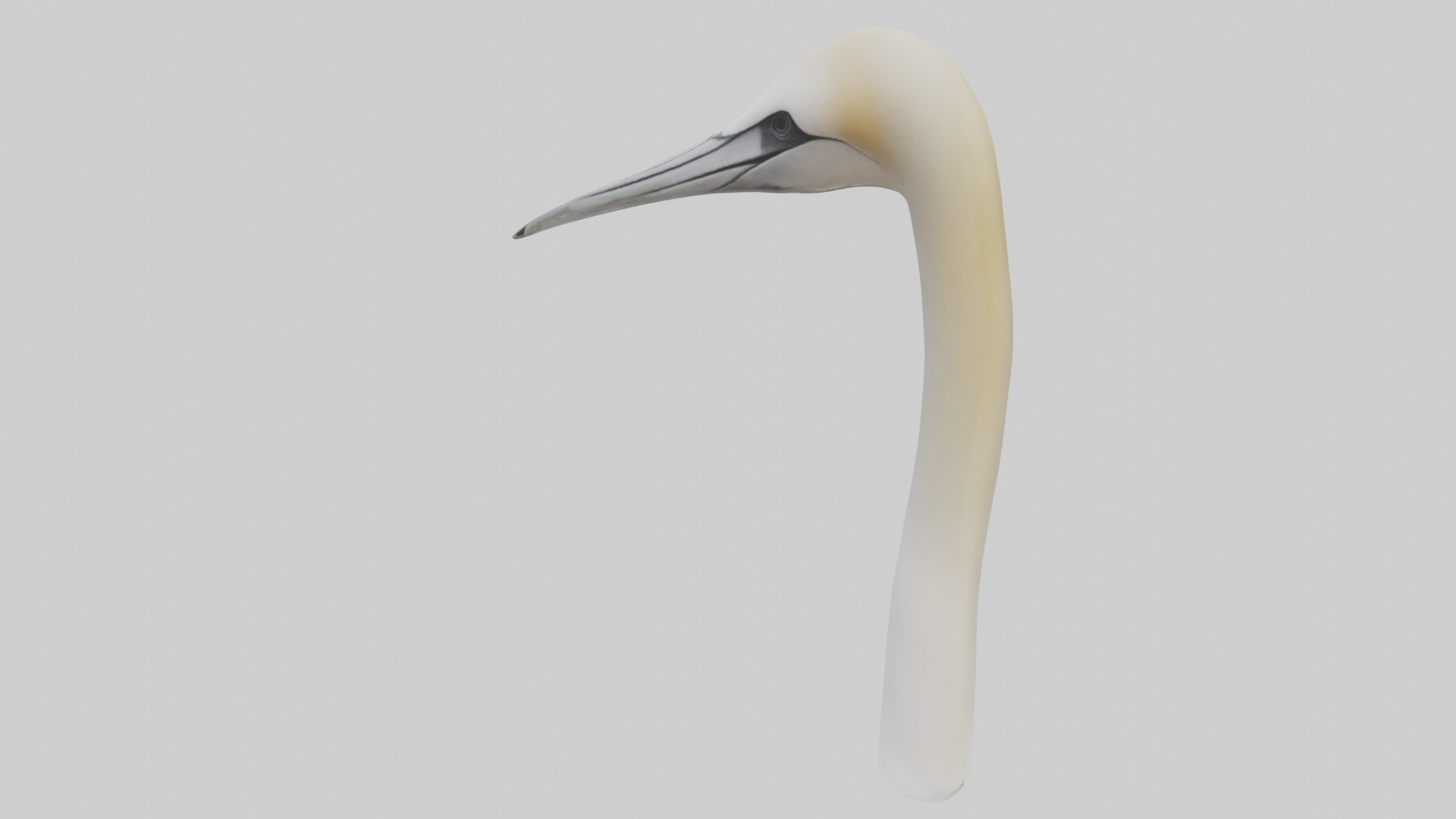 Gannet Beak Low-poly 3D model_2