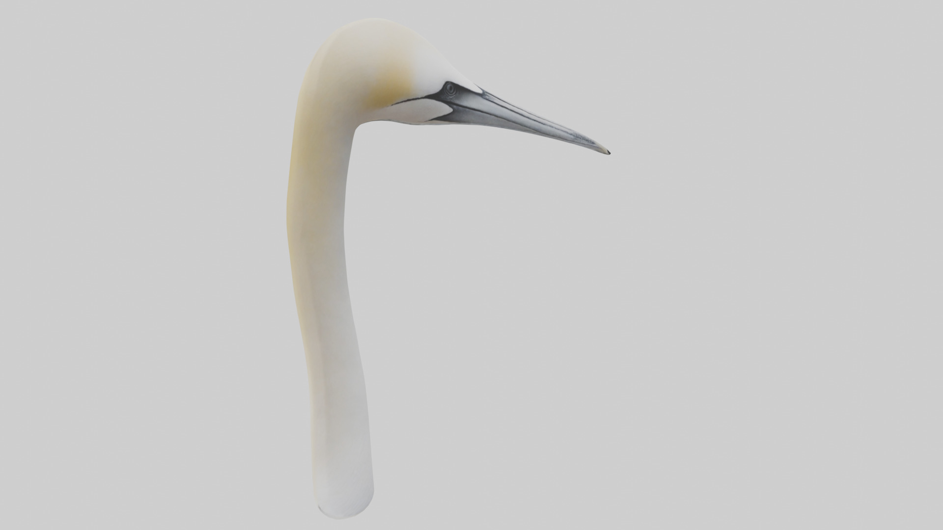 Gannet Beak Low-poly 3D model_7