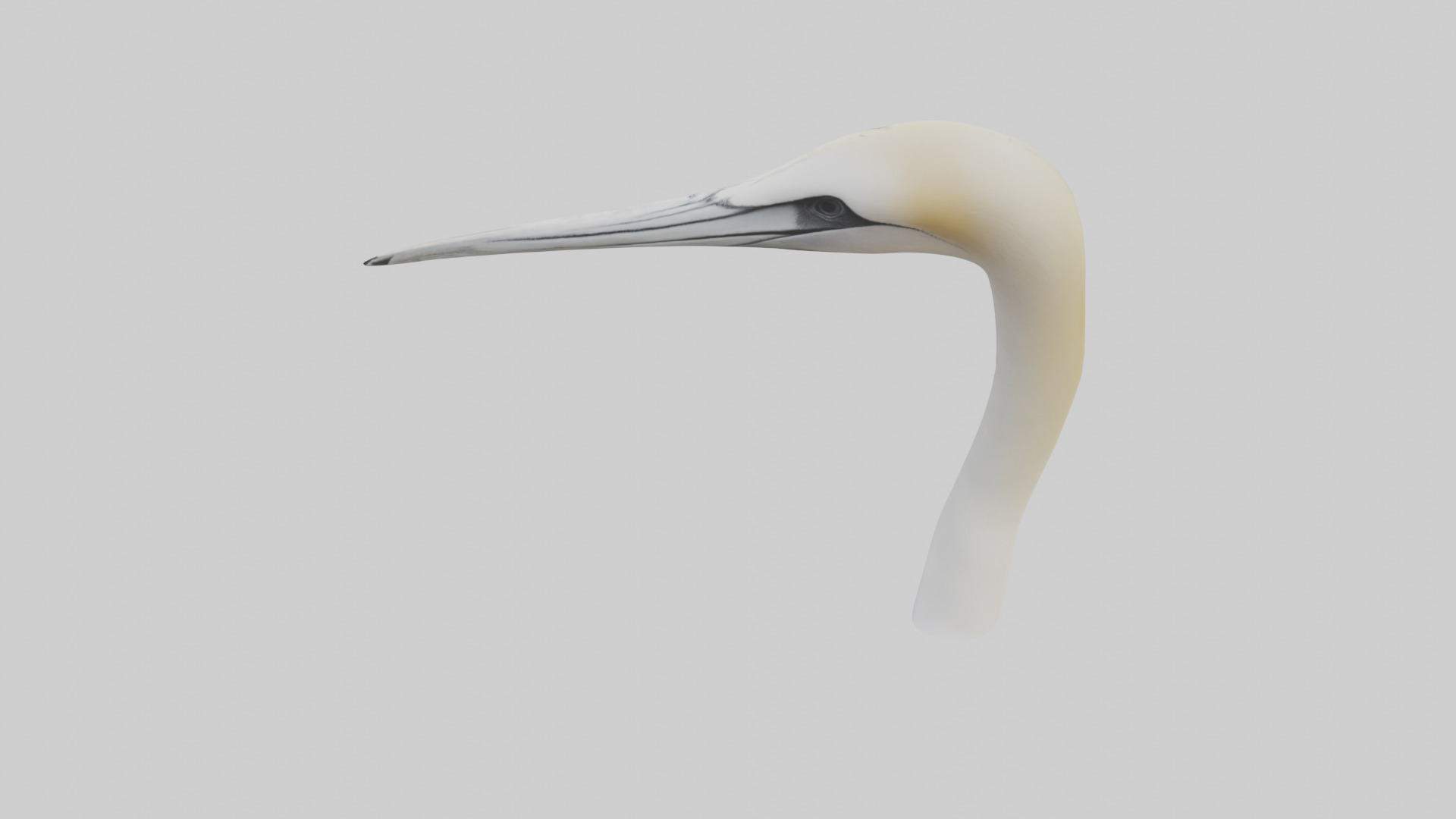 Gannet Beak Low-poly 3D model_15