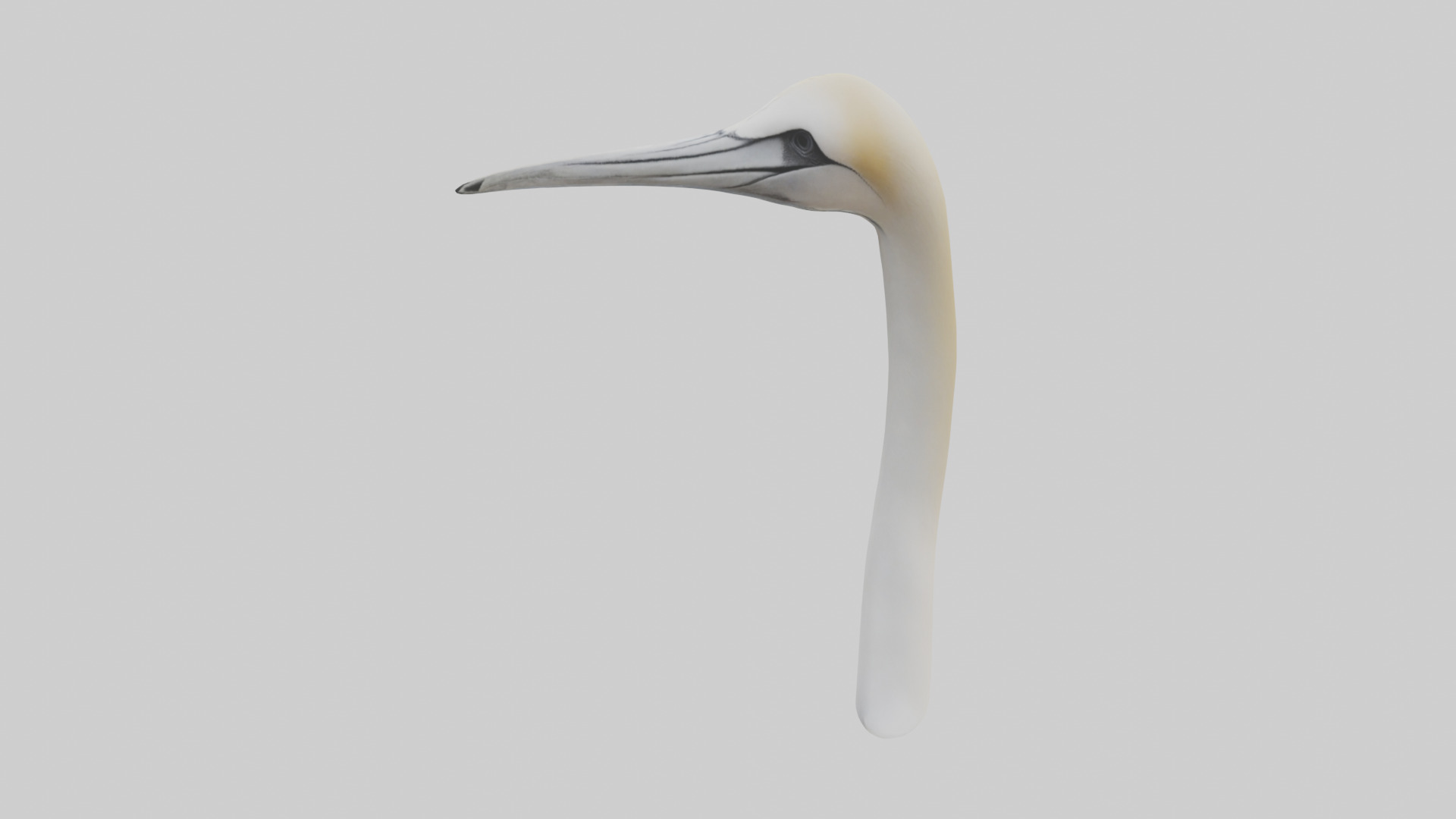 Gannet Beak Low-poly 3D model_1