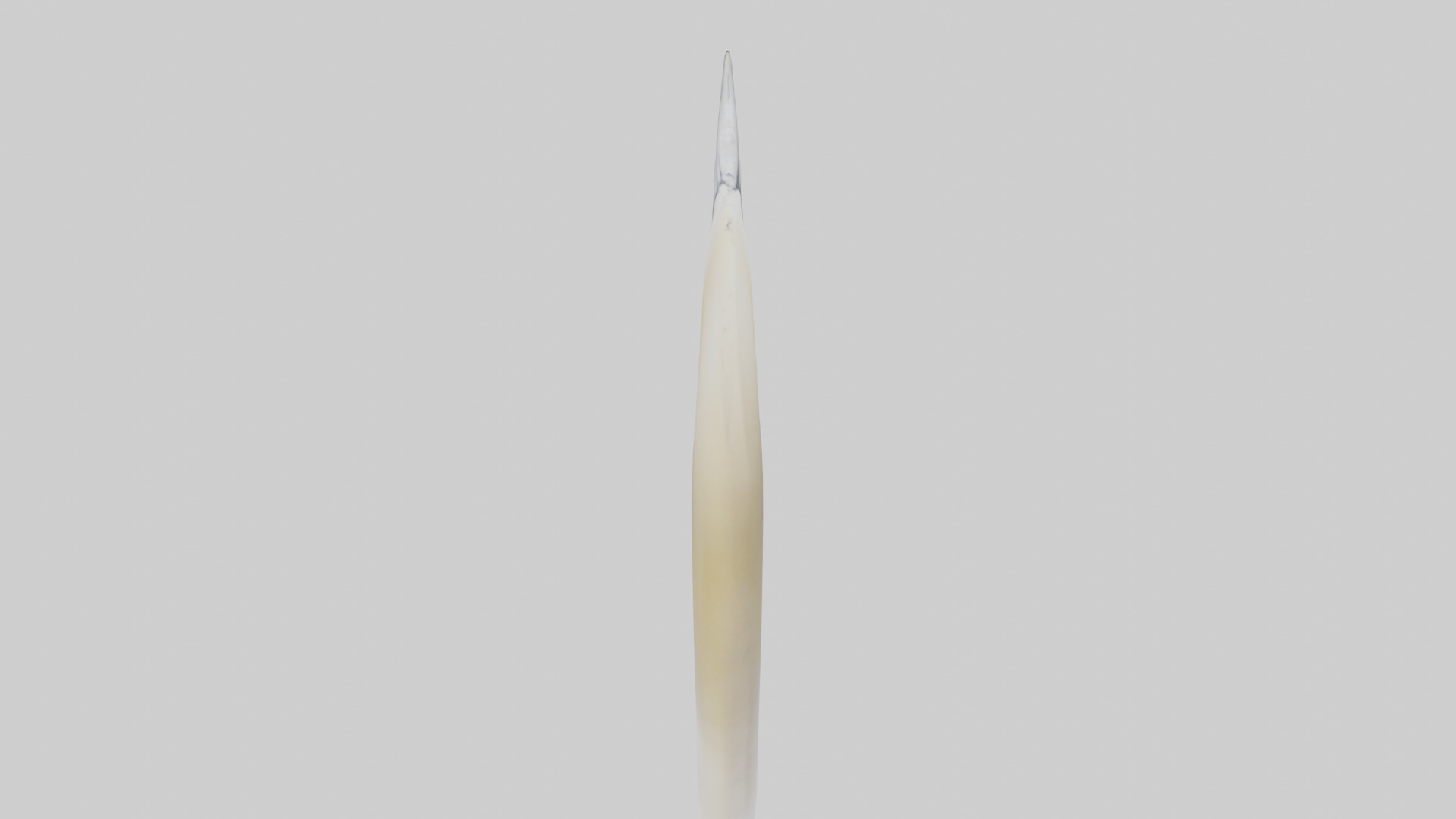 Gannet Beak Low-poly 3D model_18