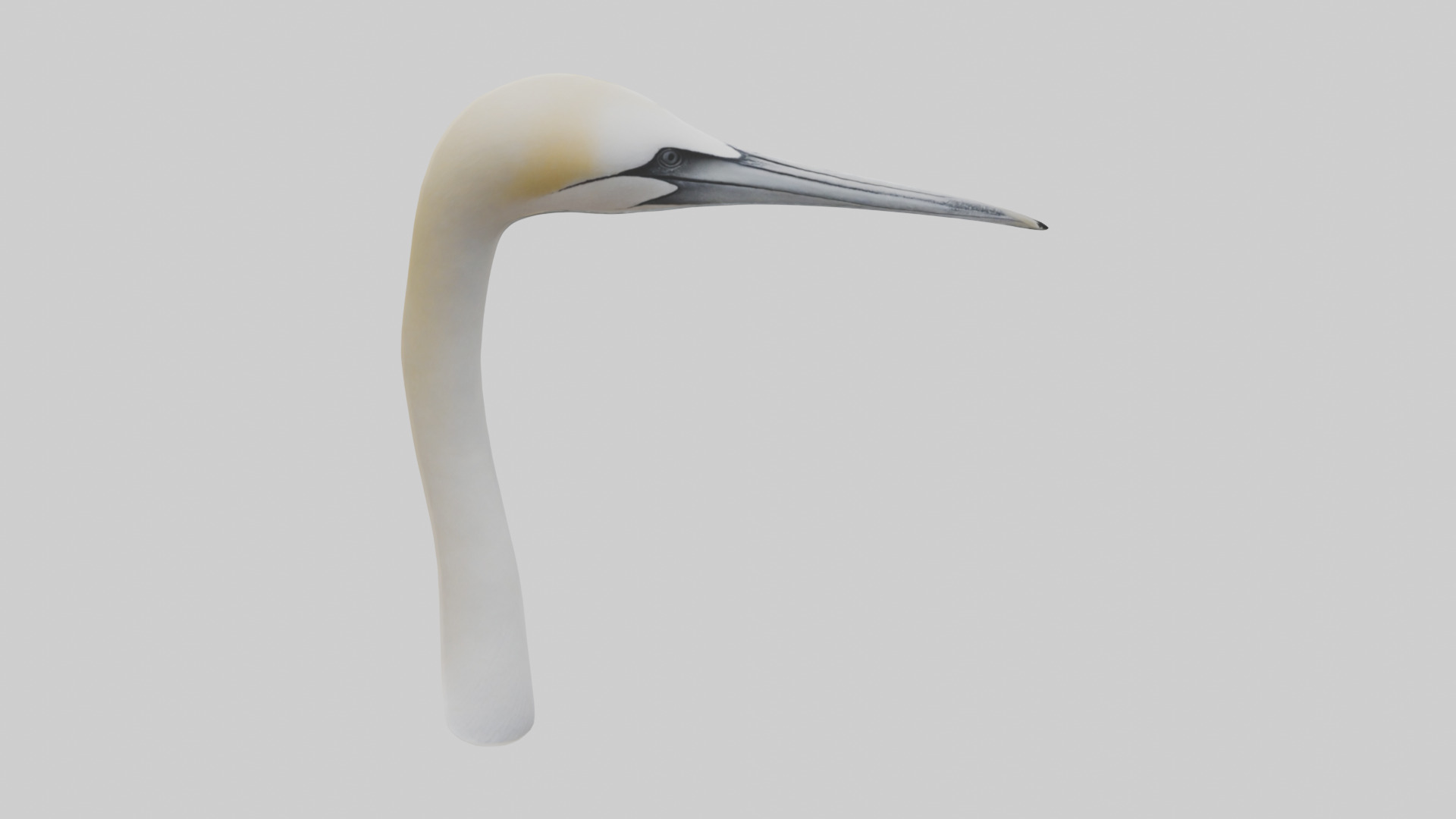 Gannet Beak Low-poly 3D model_9
