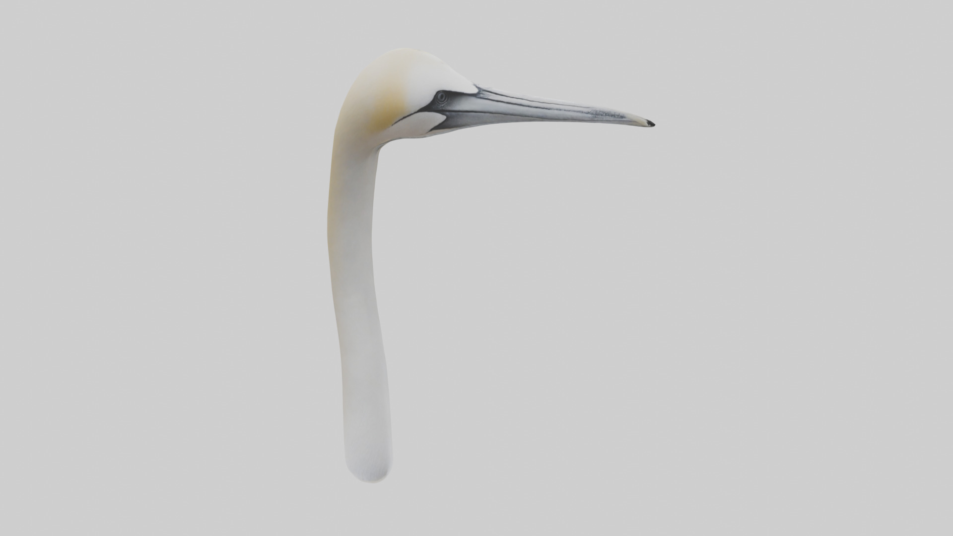 Gannet Beak Low-poly 3D model_8