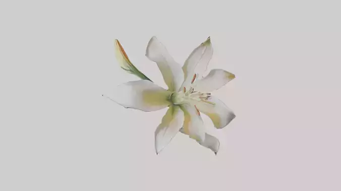 Garden Lily model