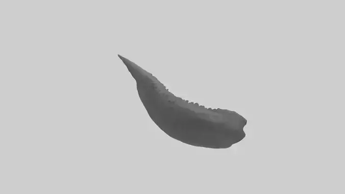 Gator Tail Model