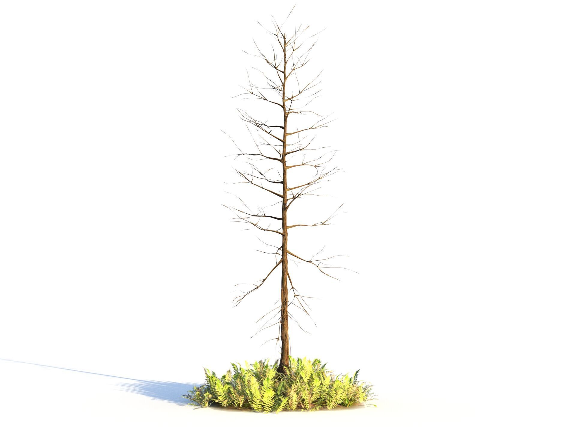 Forest Pack  3D model_7