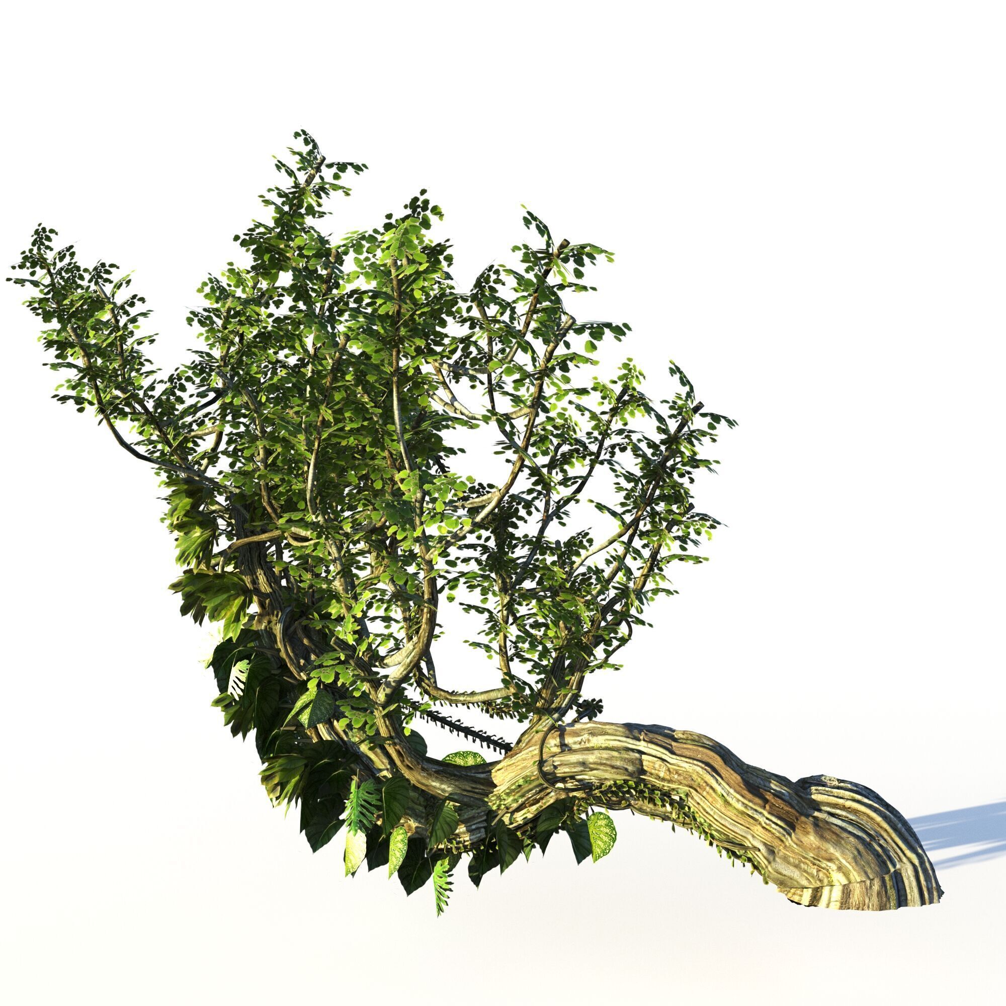 Forest Pack  3D model_15