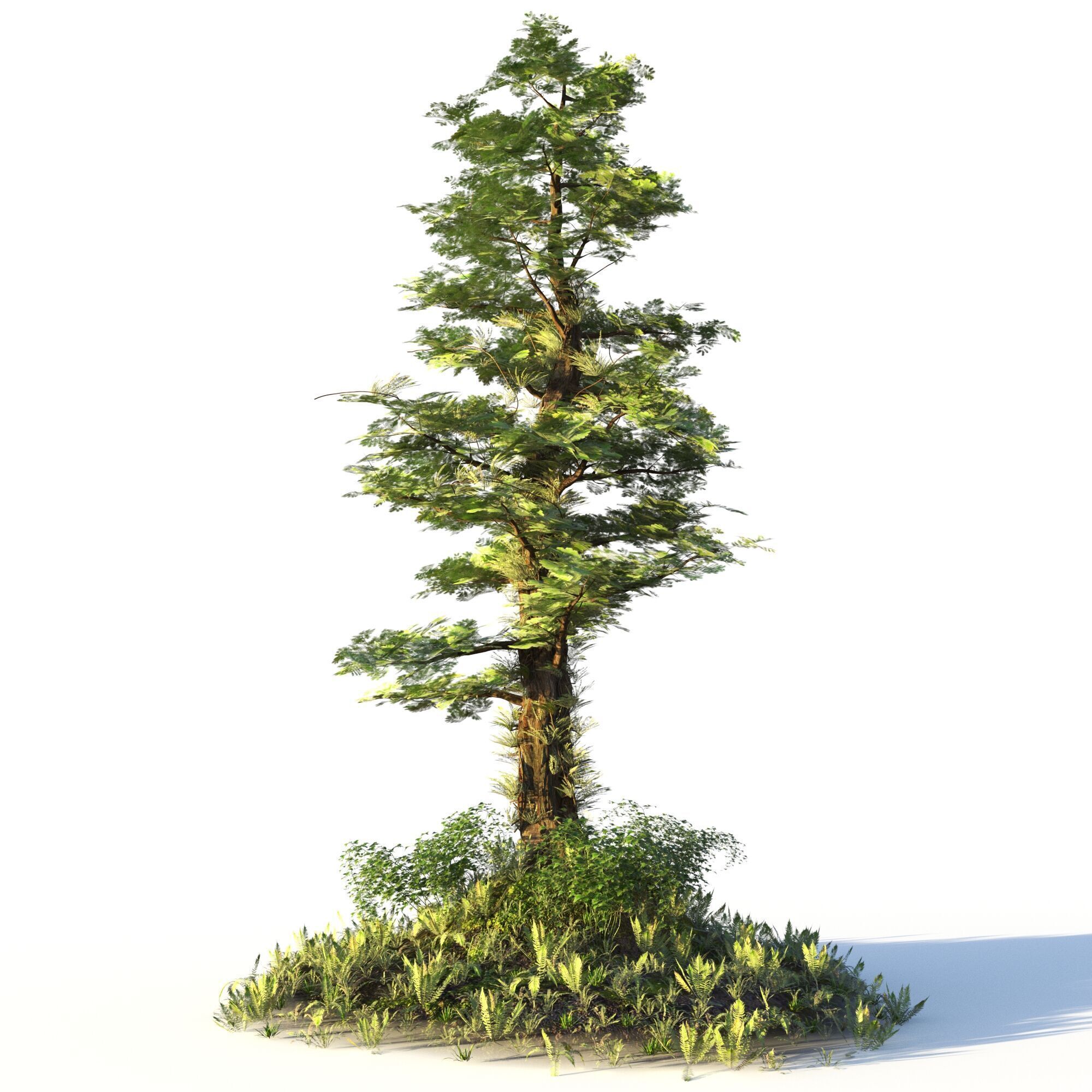 Forest Pack  3D model_11