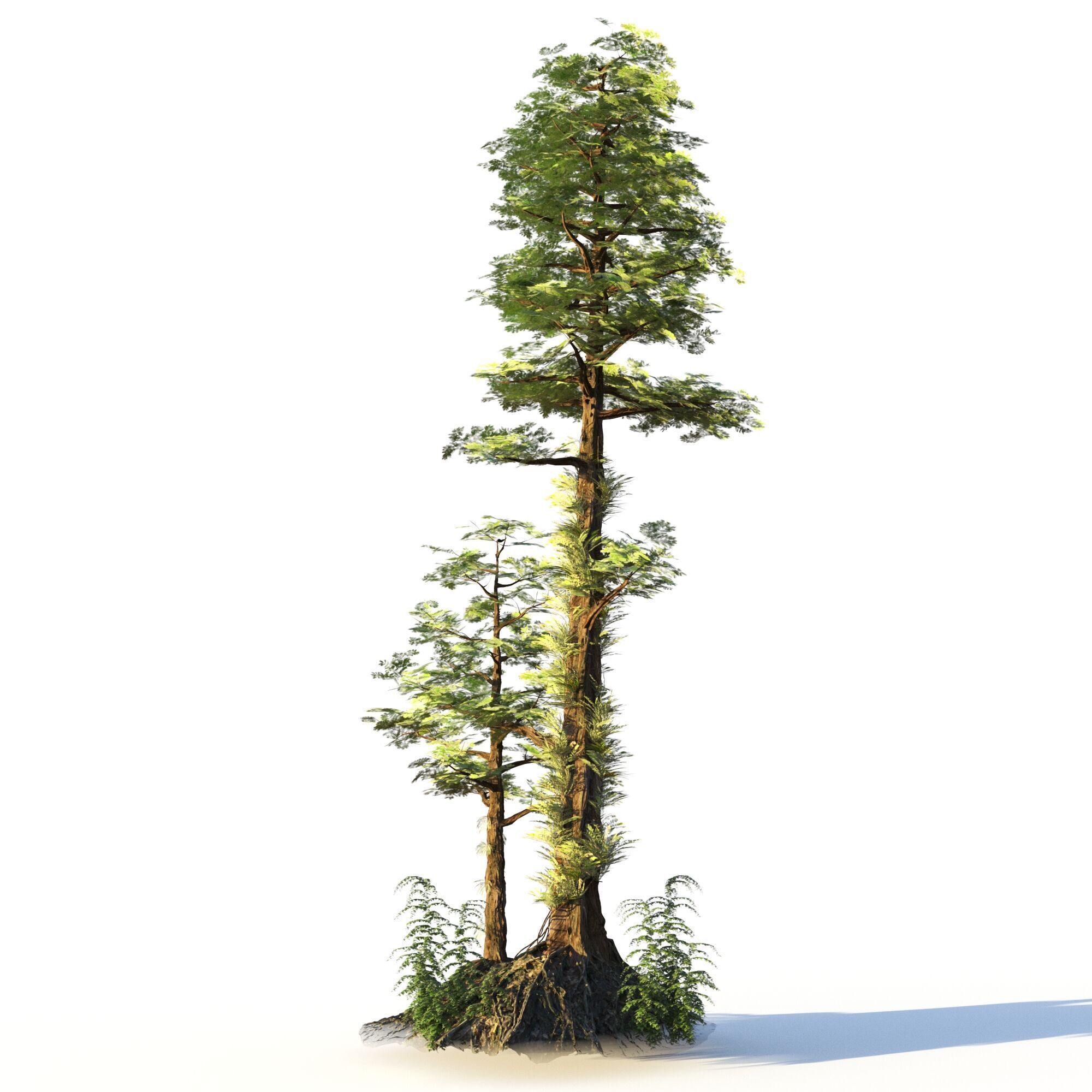 Forest Pack  3D model_14