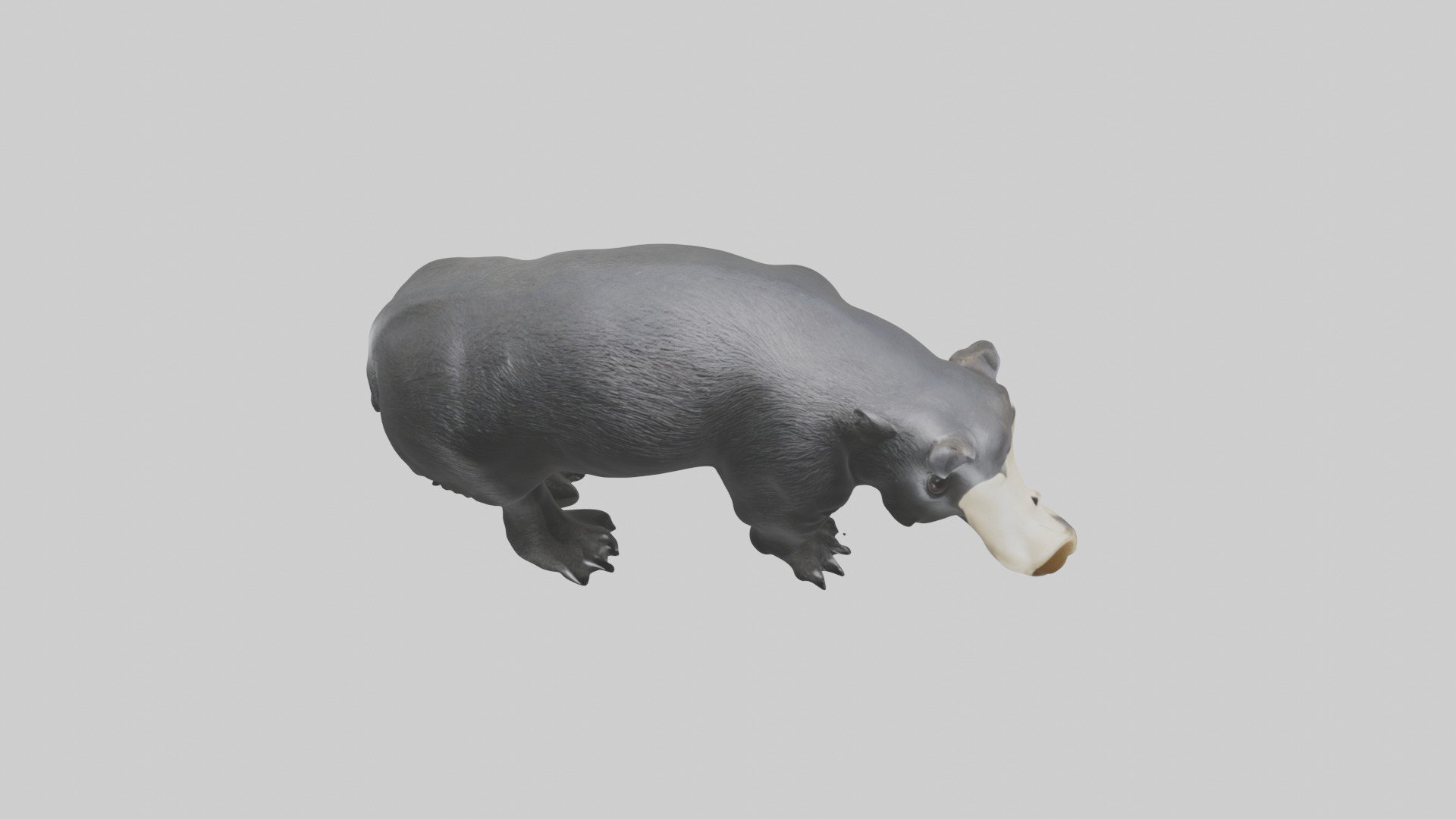 Giant Anteater sniffing ground model Low-poly 3D model_16