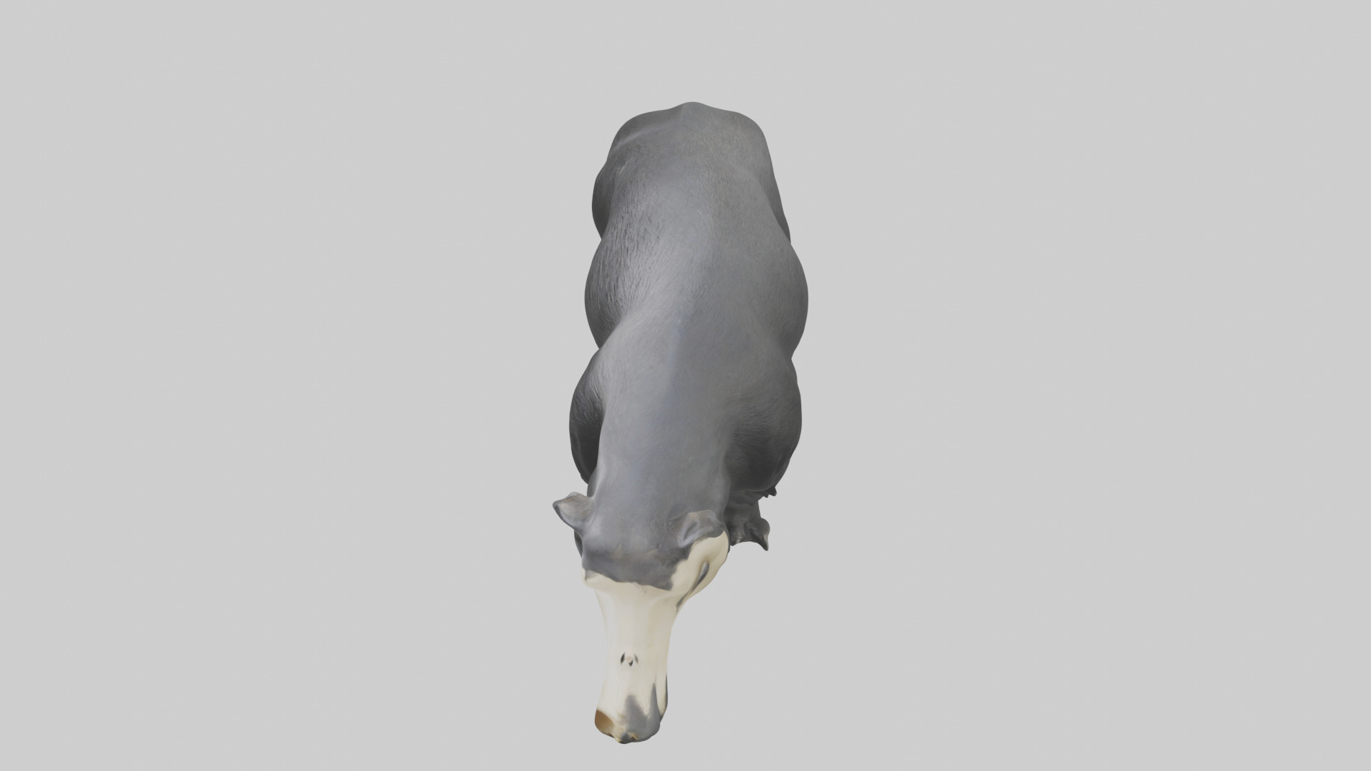 Giant Anteater sniffing ground model Low-poly 3D model_17