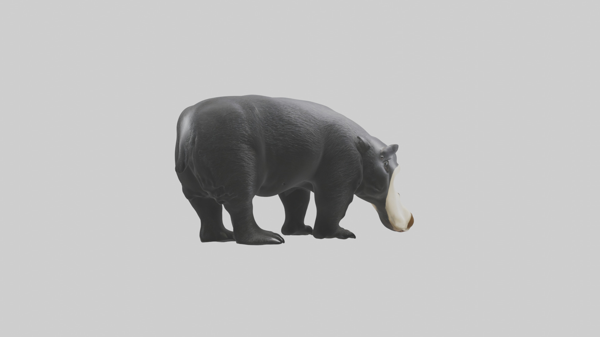 Giant Anteater sniffing ground model Low-poly 3D model_7