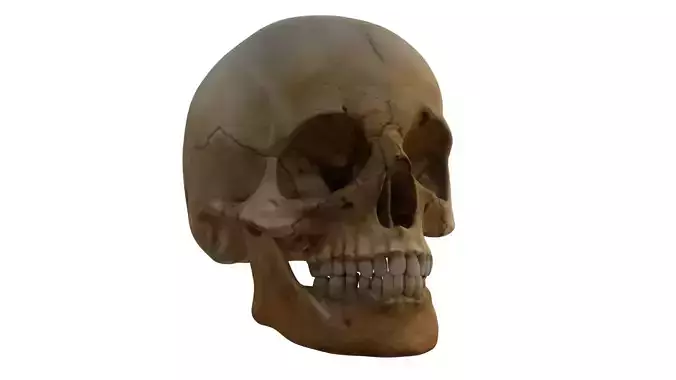 Realistic 3D Skull Model  High-Detail Game-Ready Low-poly 3D model