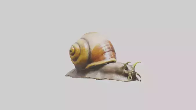 Giant Land Snail statue model