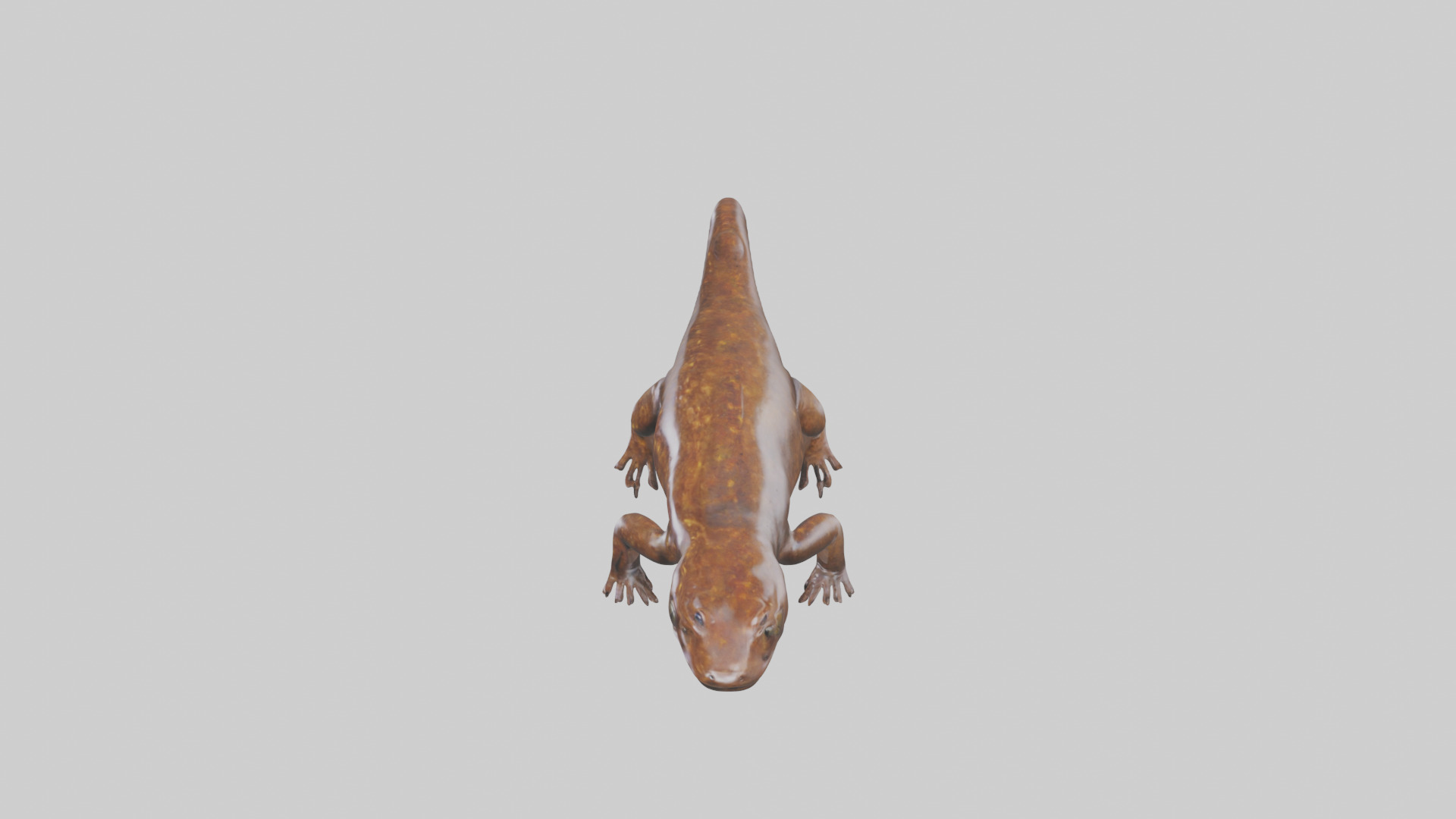 Giant Salamander swimming model Low-poly 3D model_17