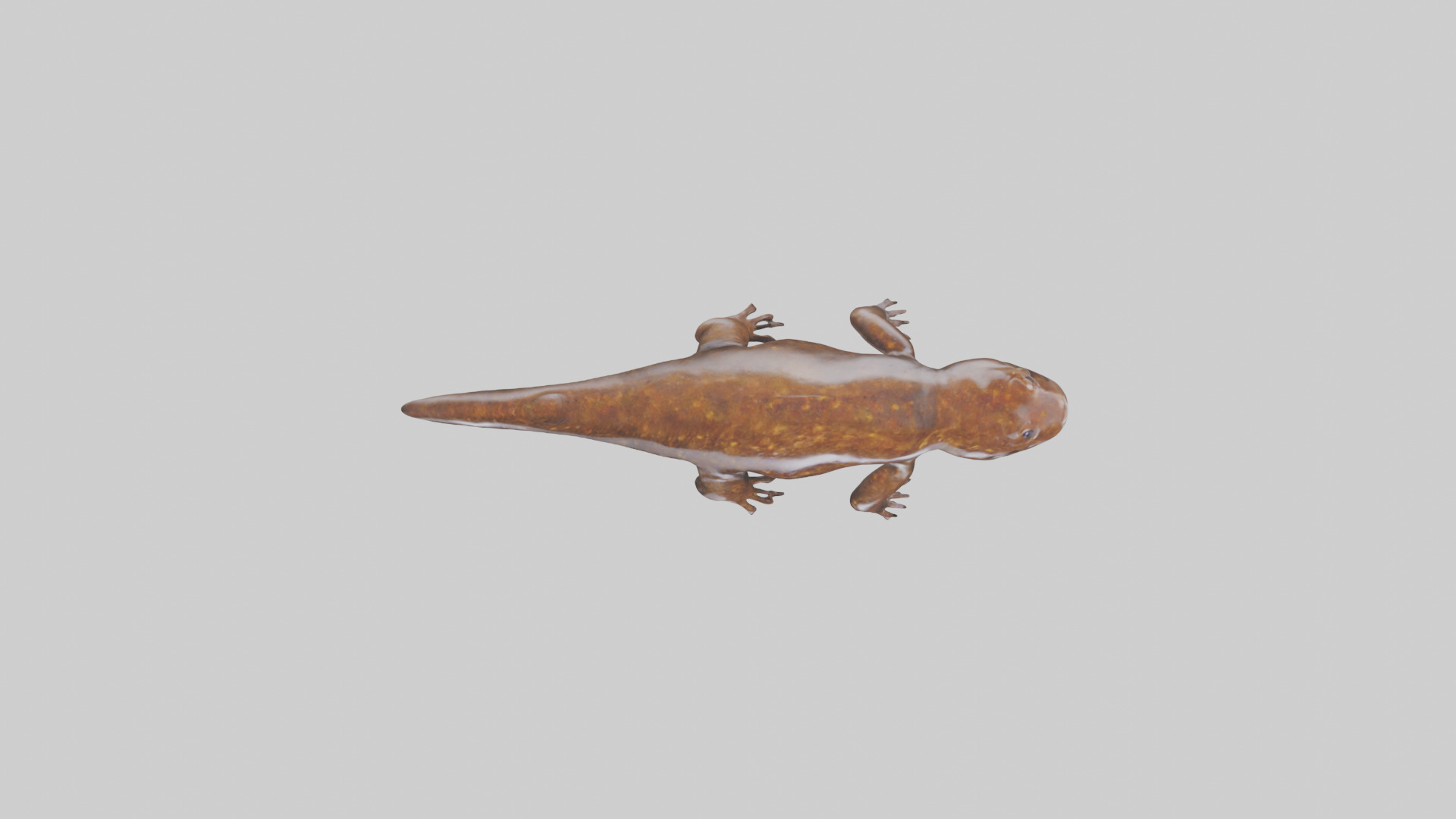 Giant Salamander swimming model Low-poly 3D model_14