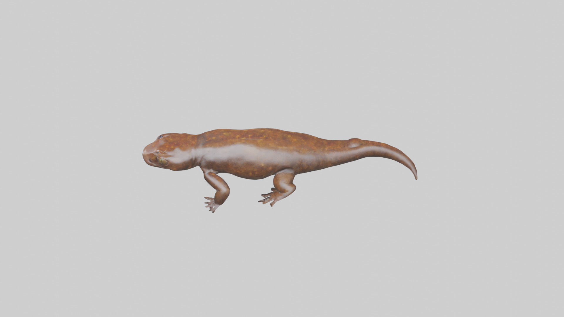 Giant Salamander swimming model Low-poly 3D model_15