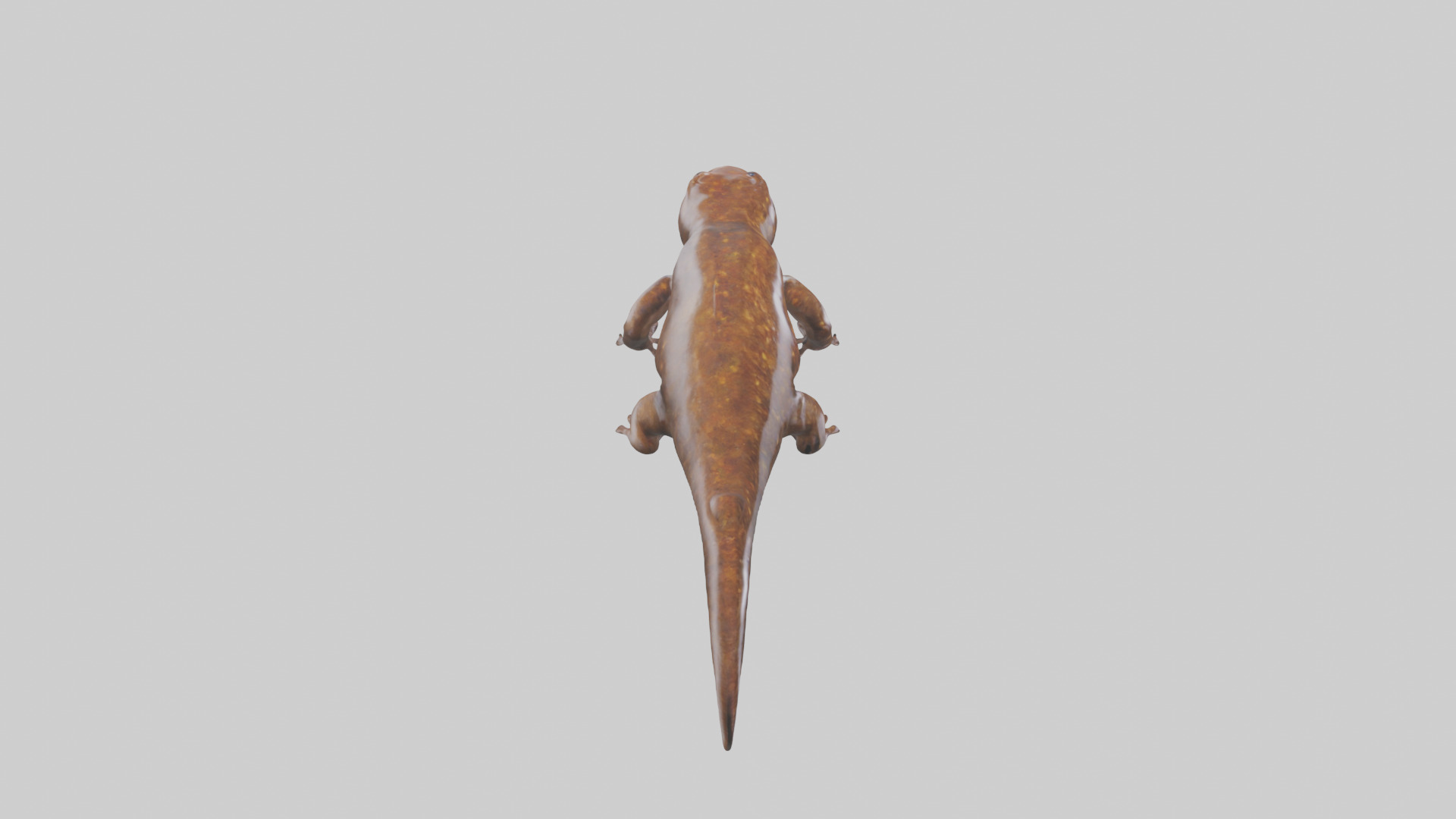 Giant Salamander swimming model Low-poly 3D model_18