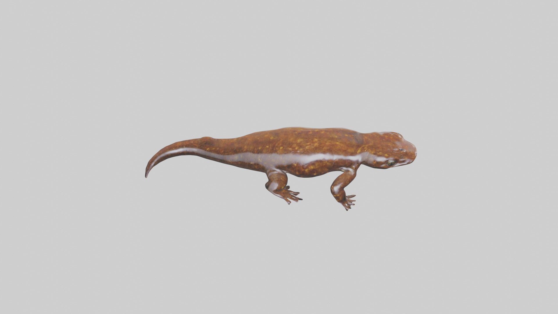 Giant Salamander swimming model Low-poly 3D model_16