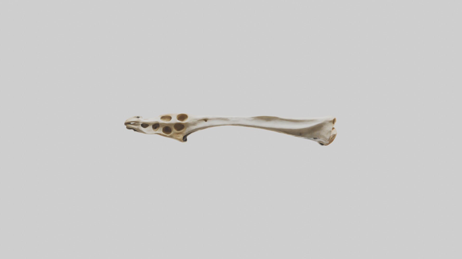 Giraffe Clavicle Low-poly 3D model_9