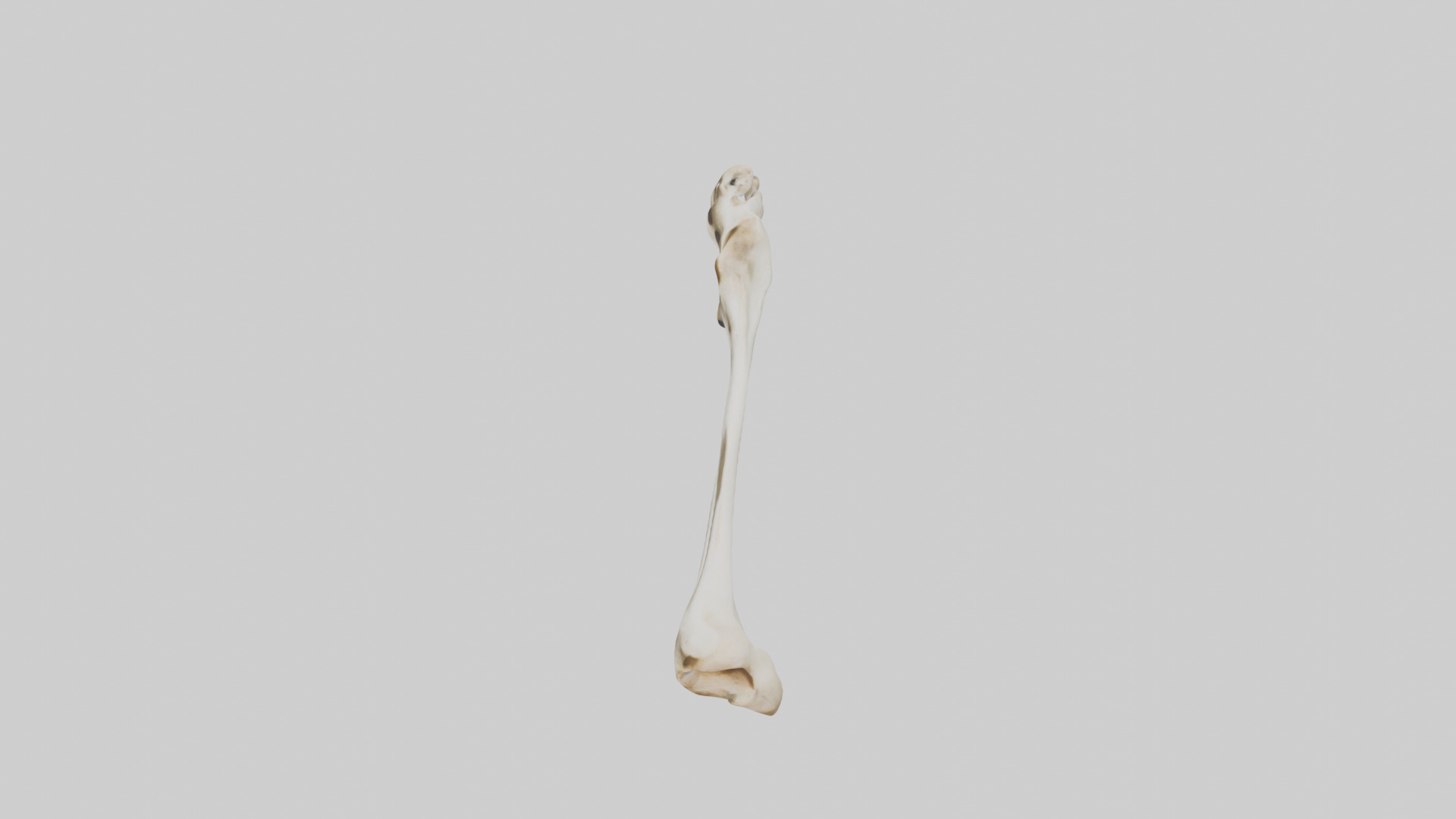 Giraffe Clavicle Low-poly 3D model_17