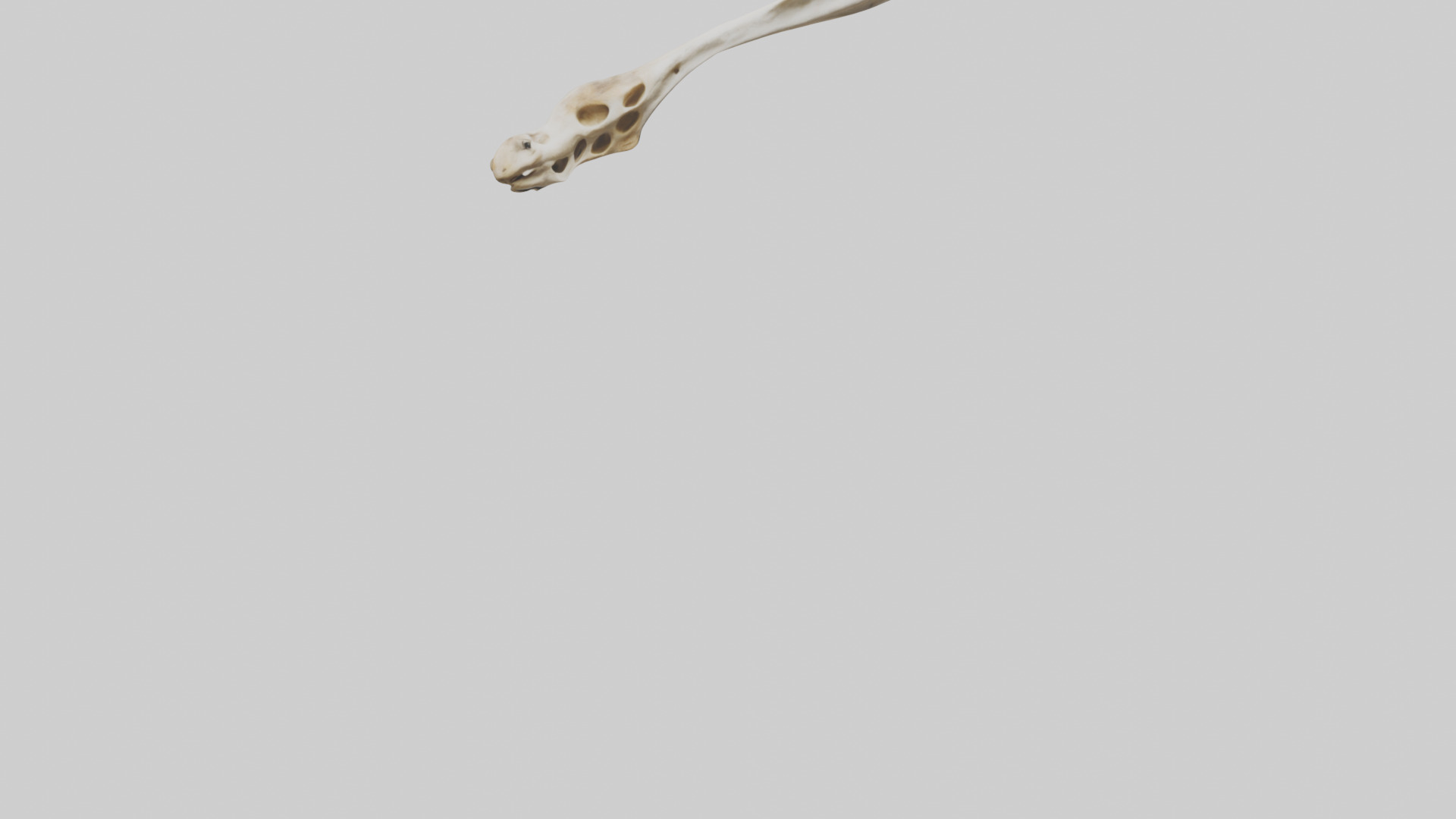 Giraffe Clavicle Low-poly 3D model_6