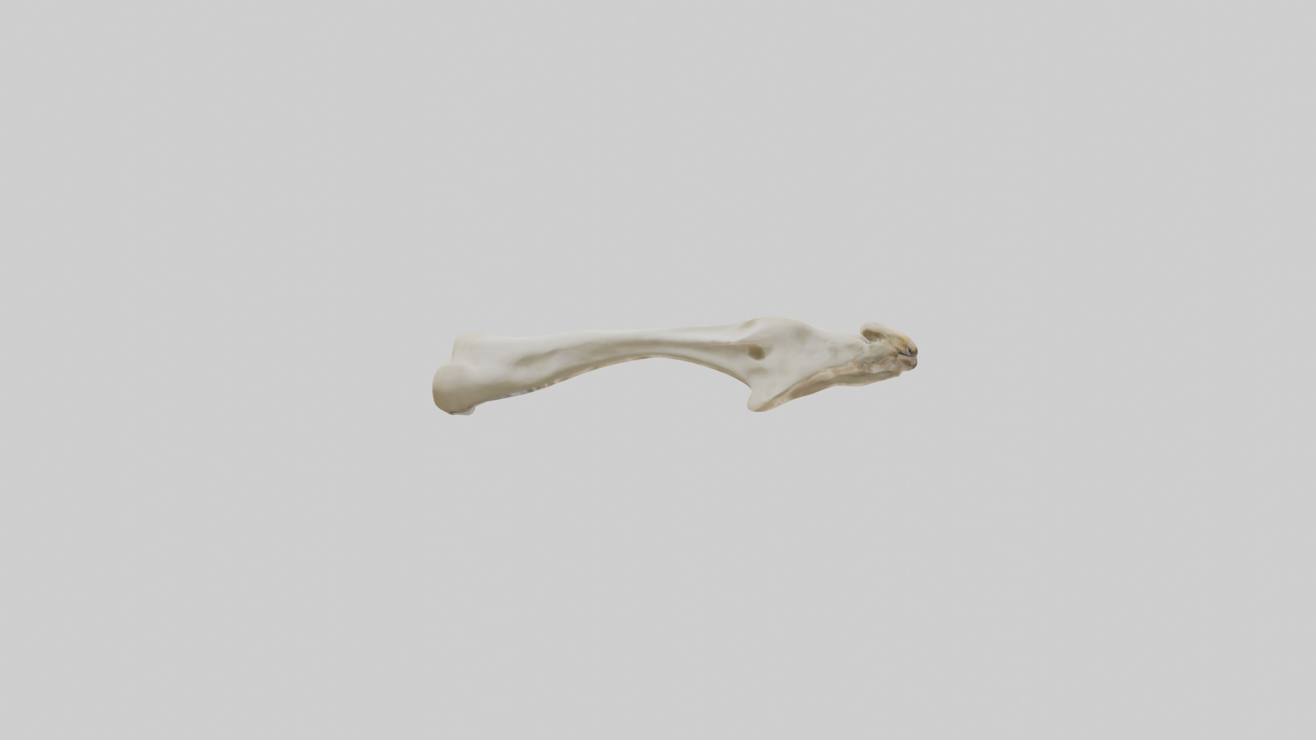 Giraffe Clavicle Low-poly 3D model_2