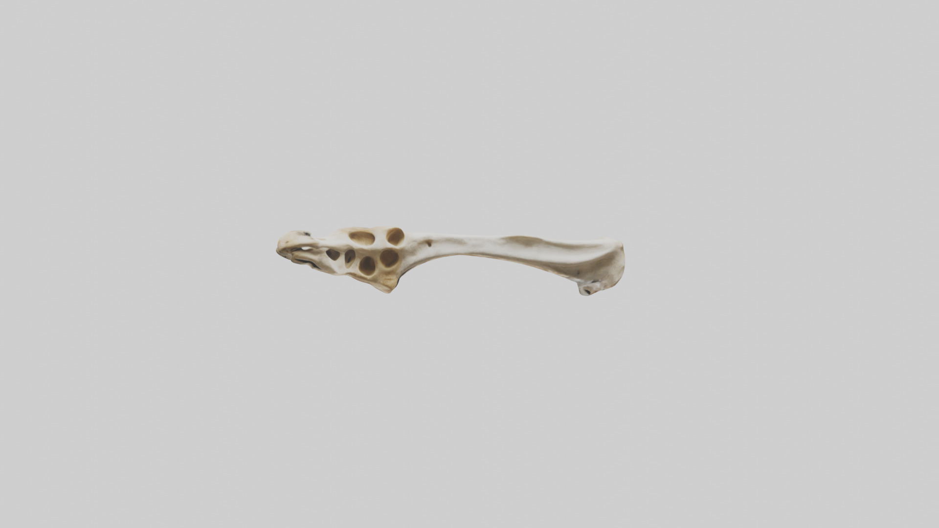 Giraffe Clavicle Low-poly 3D model_11