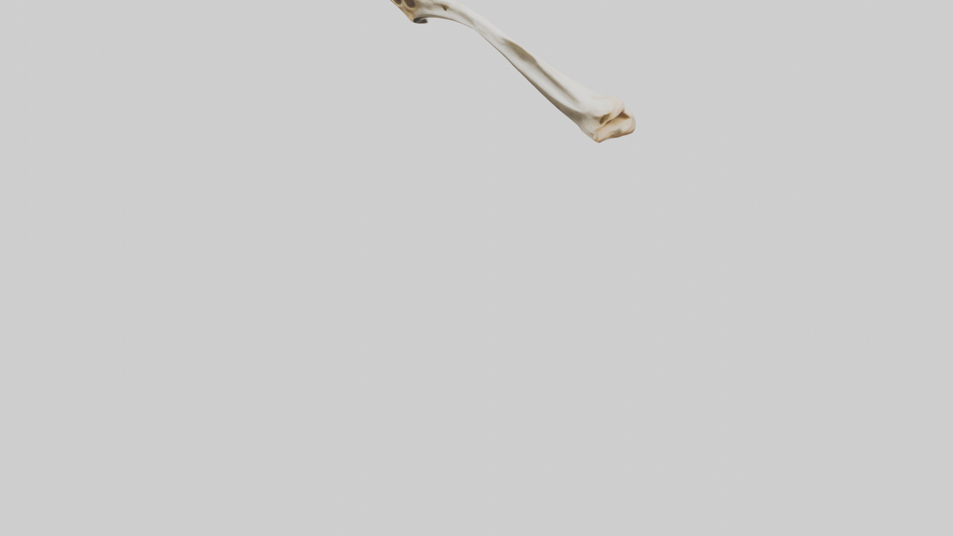 Giraffe Clavicle Low-poly 3D model_5