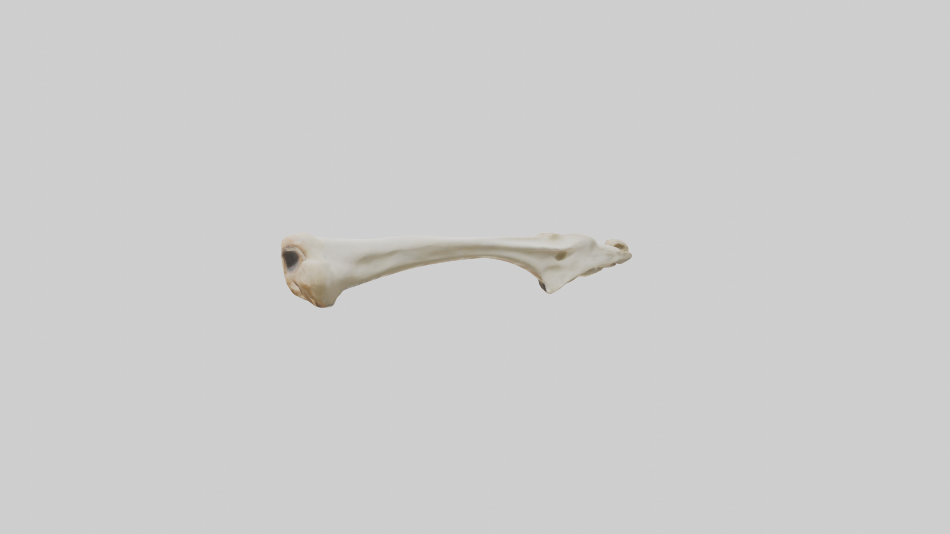 Giraffe Clavicle Low-poly 3D model_1