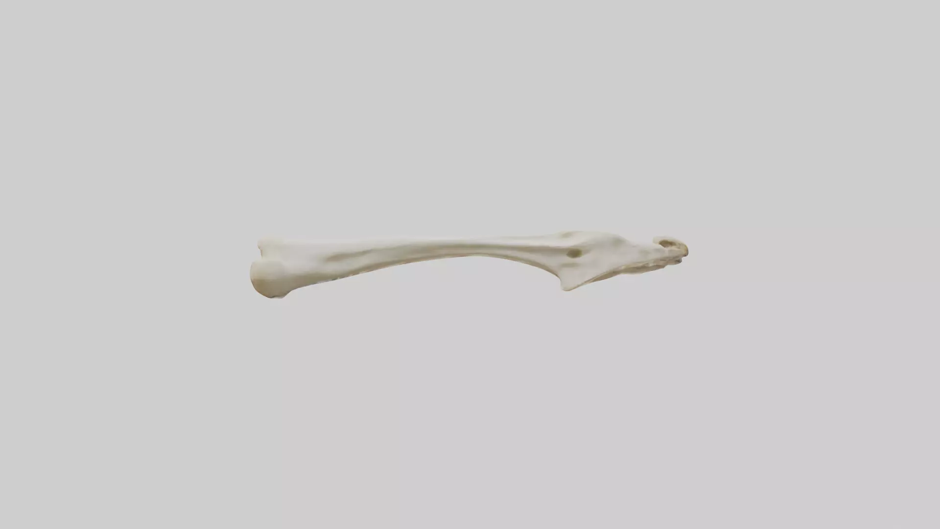 Giraffe Clavicle Low-poly 3D model_0
