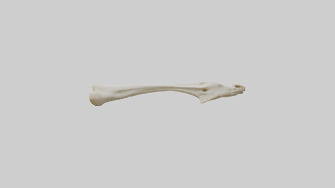 Giraffe Clavicle Low-poly 3D model