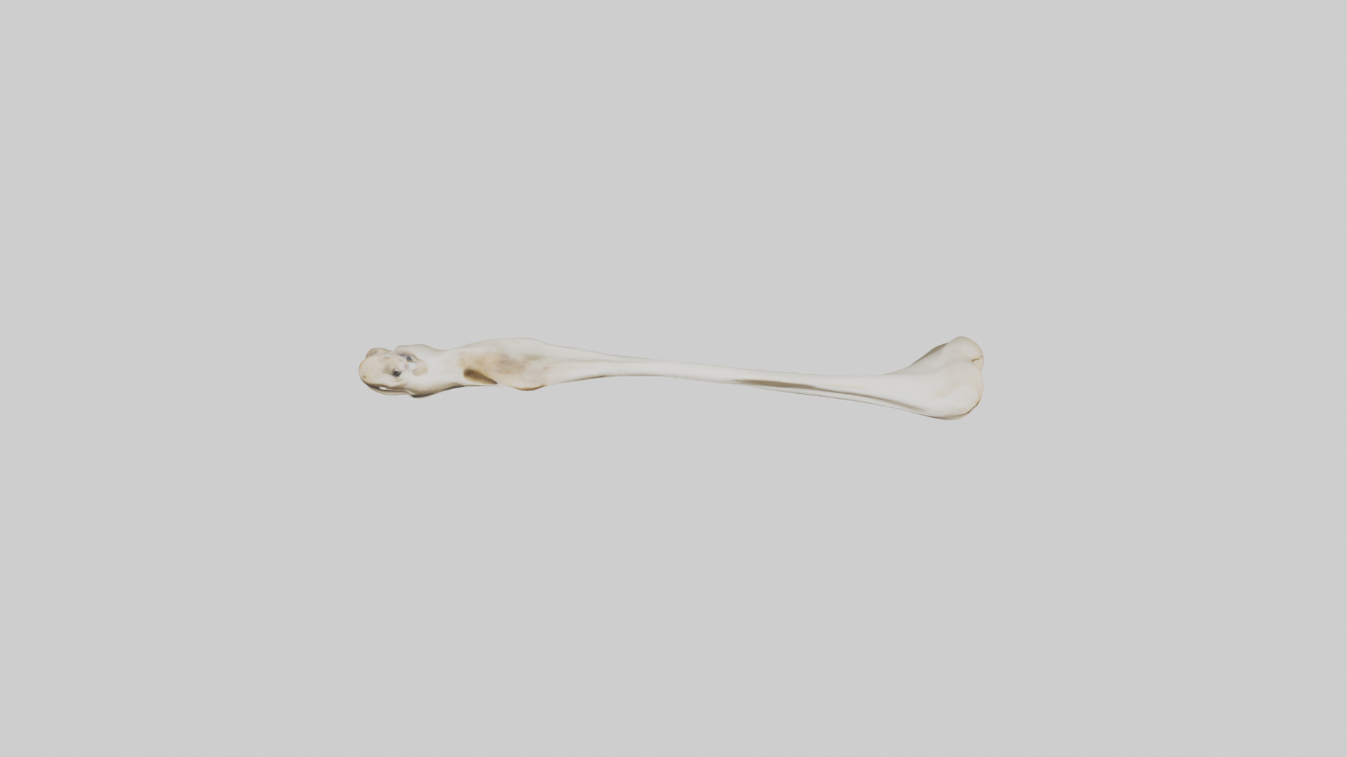 Giraffe Clavicle Low-poly 3D model_14