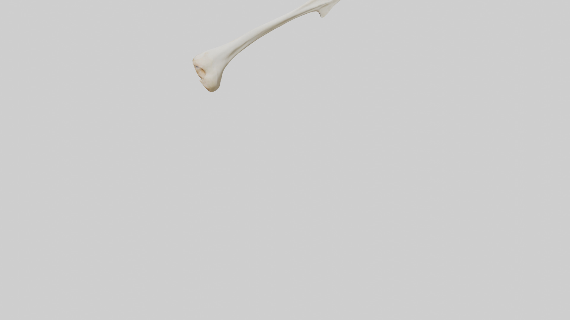 Giraffe Clavicle Low-poly 3D model_3