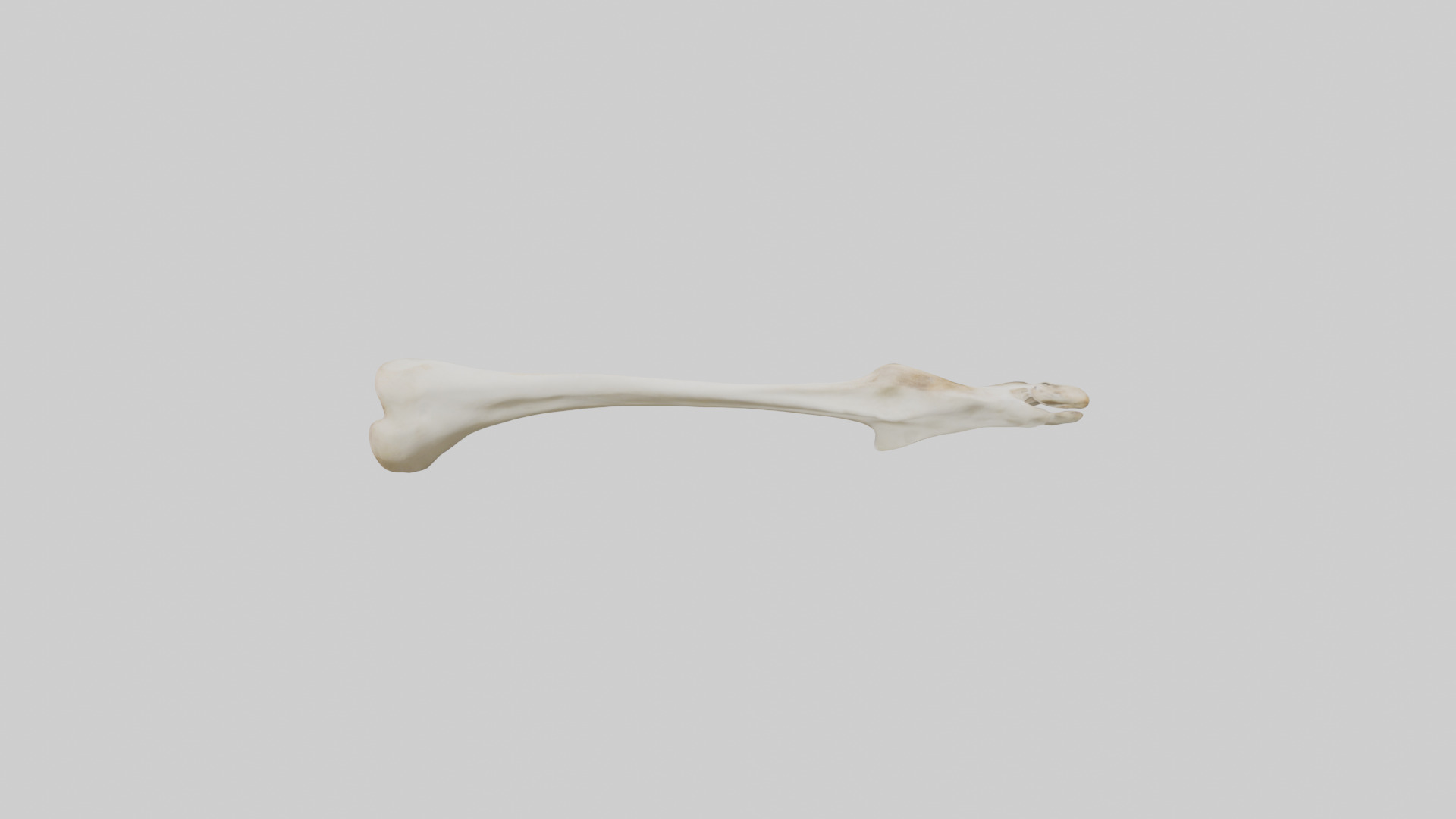 Giraffe Clavicle Low-poly 3D model_15