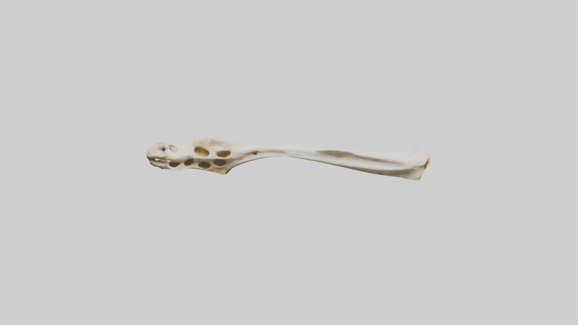 Giraffe Clavicle Low-poly 3D model_16