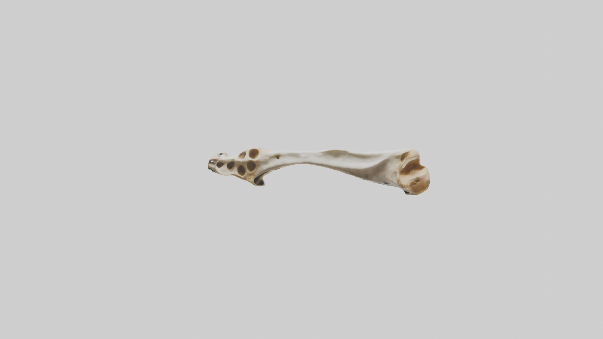 Giraffe Clavicle Low-poly 3D model_10