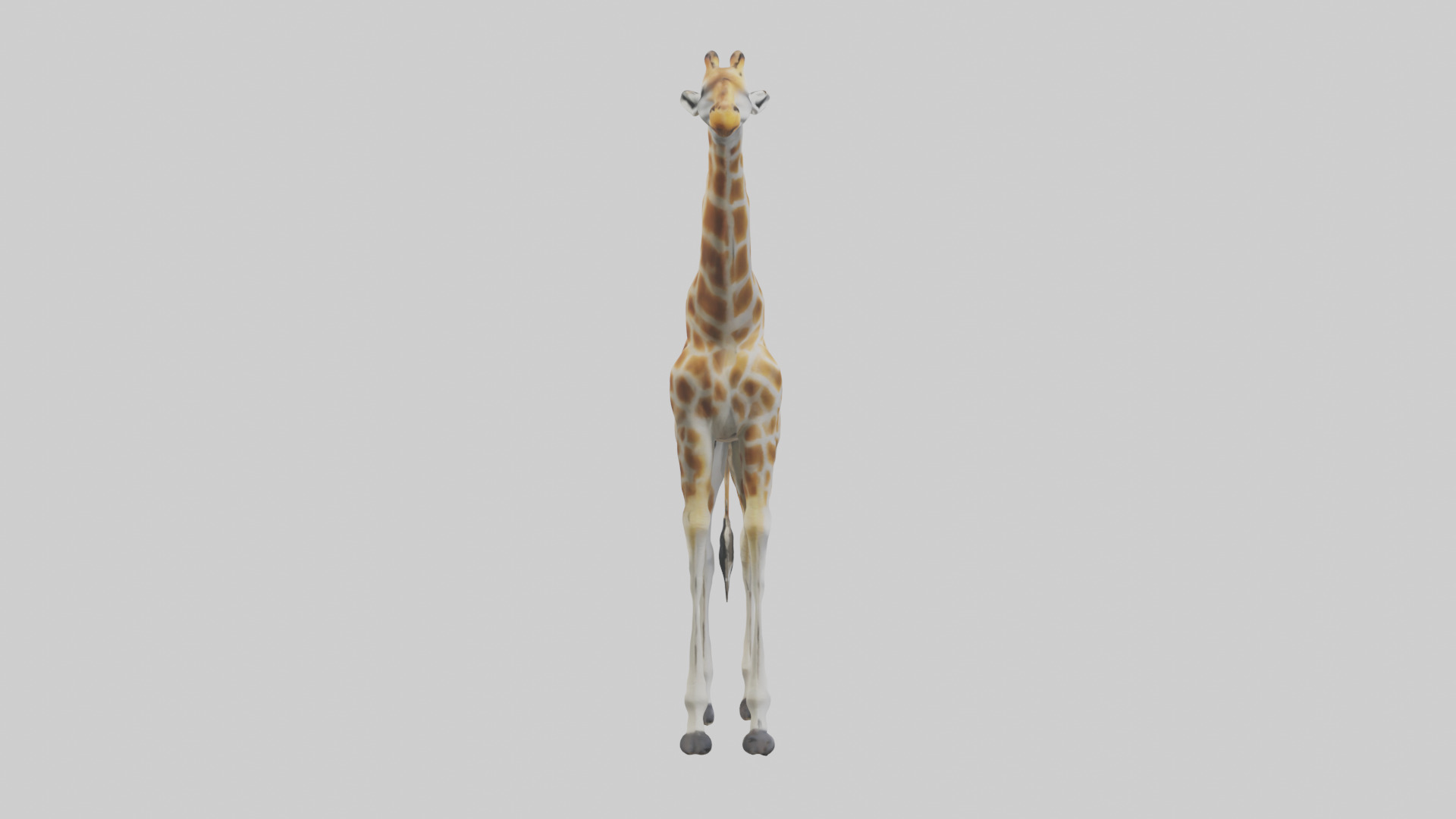 Giraffe Legs Model Low-poly 3D model_13