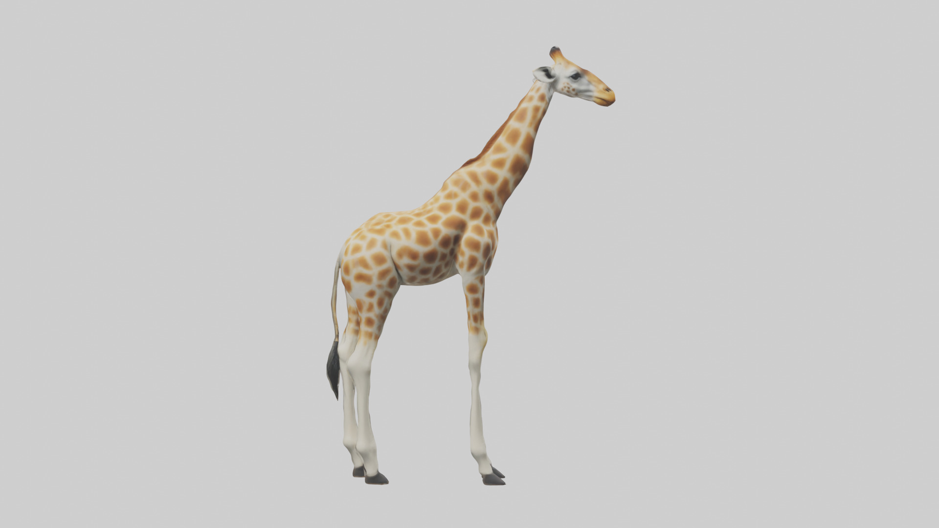 Giraffe Legs Model Low-poly 3D model_1